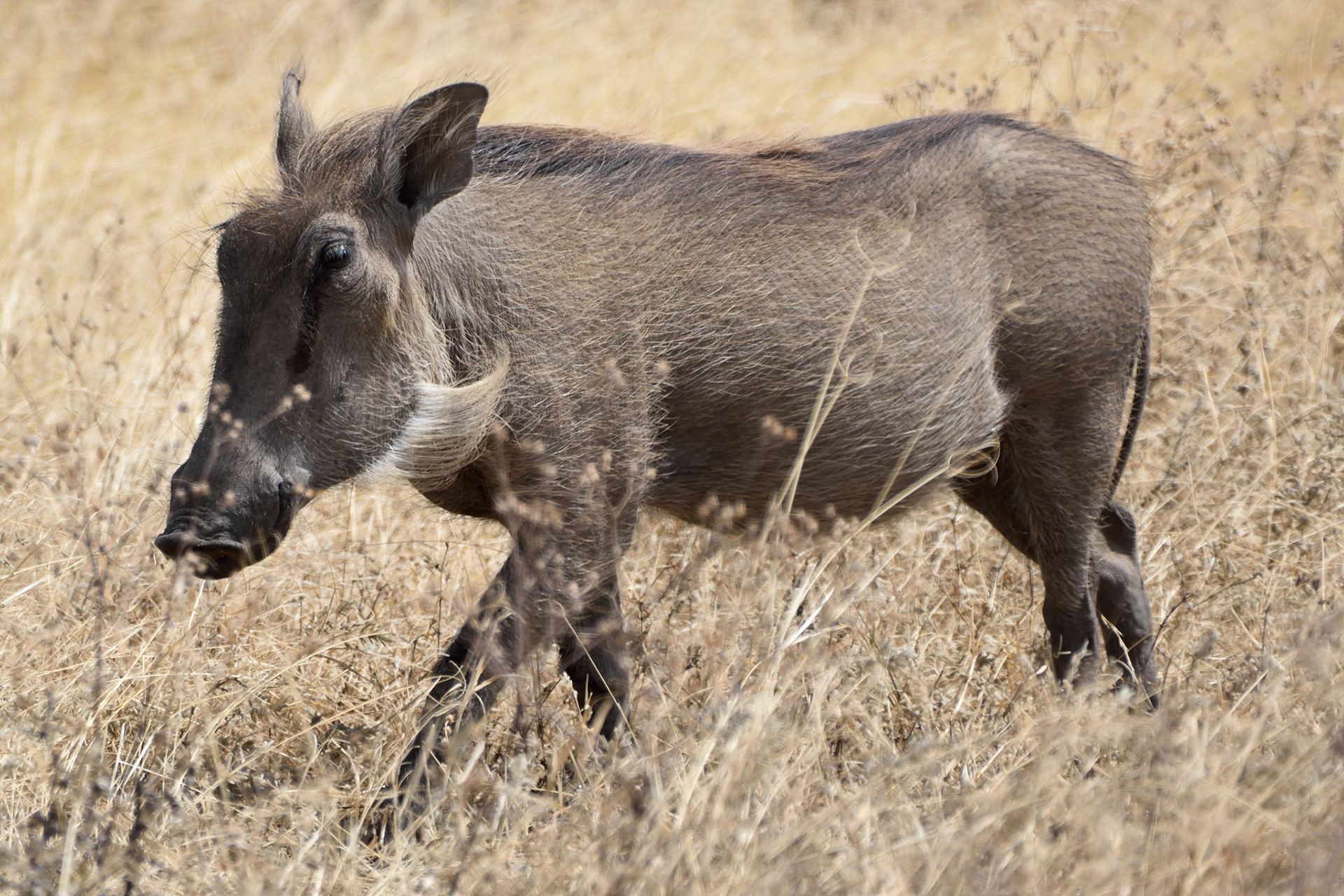Warthog