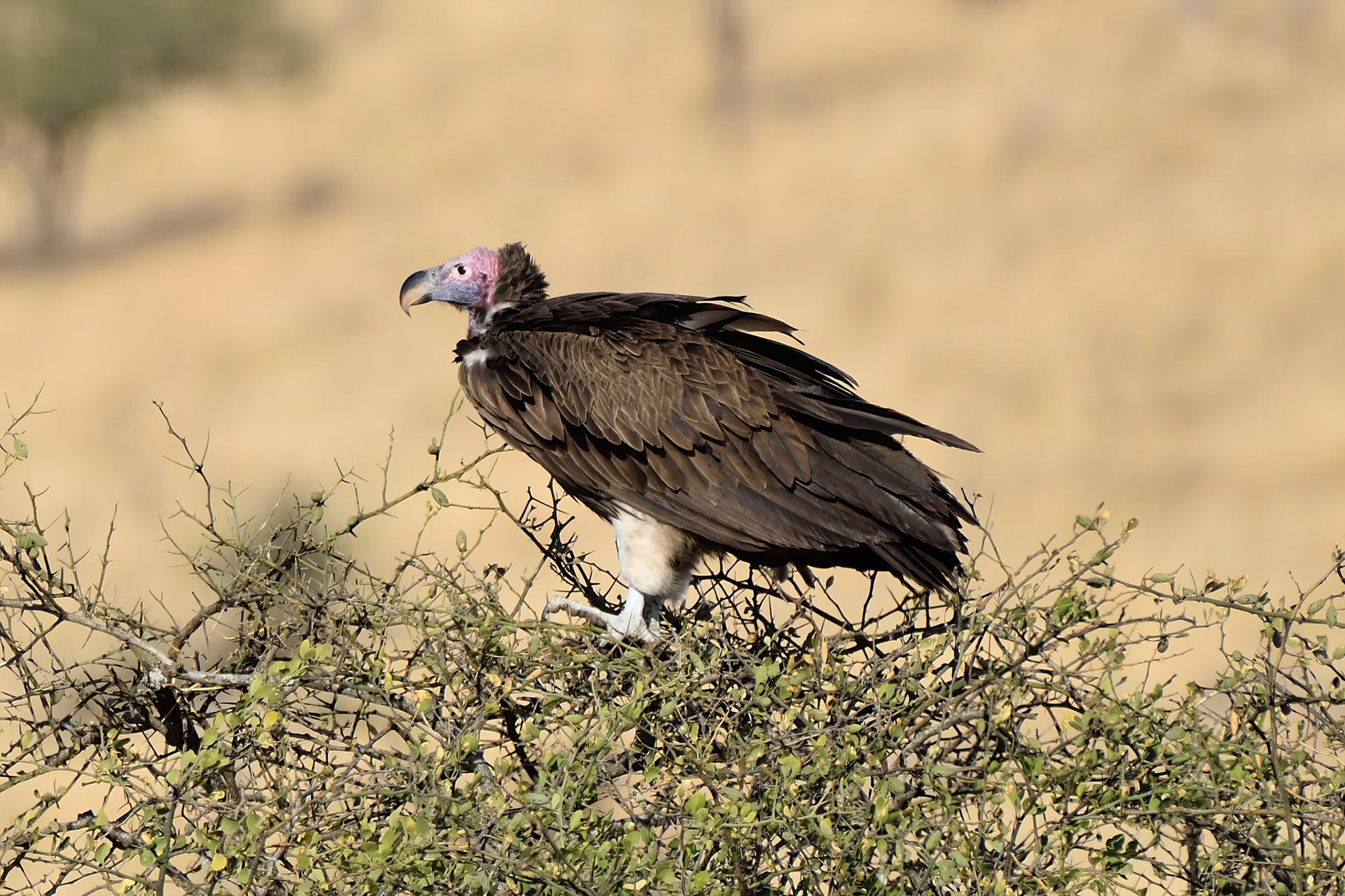 Vulture