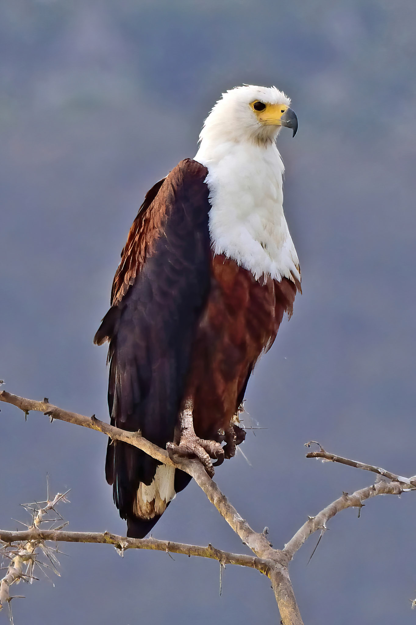 Fish Eagle
