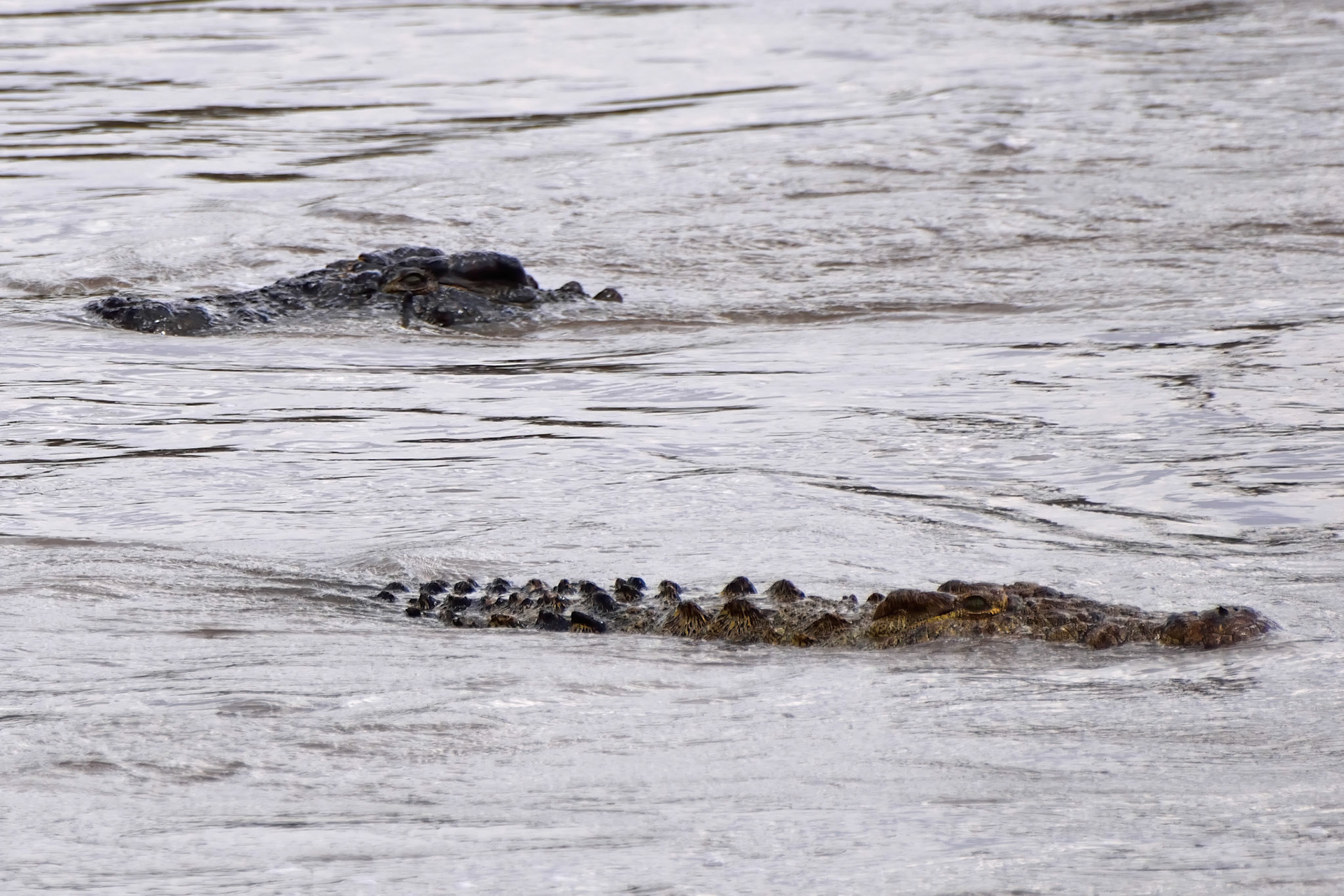 Crocodiles