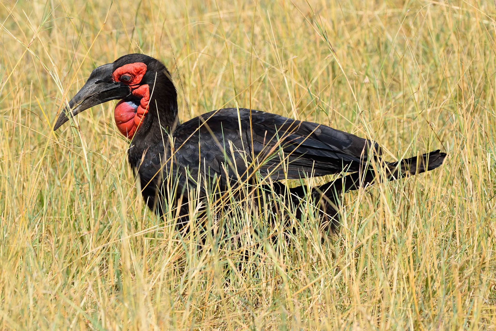 Ground Hornbills