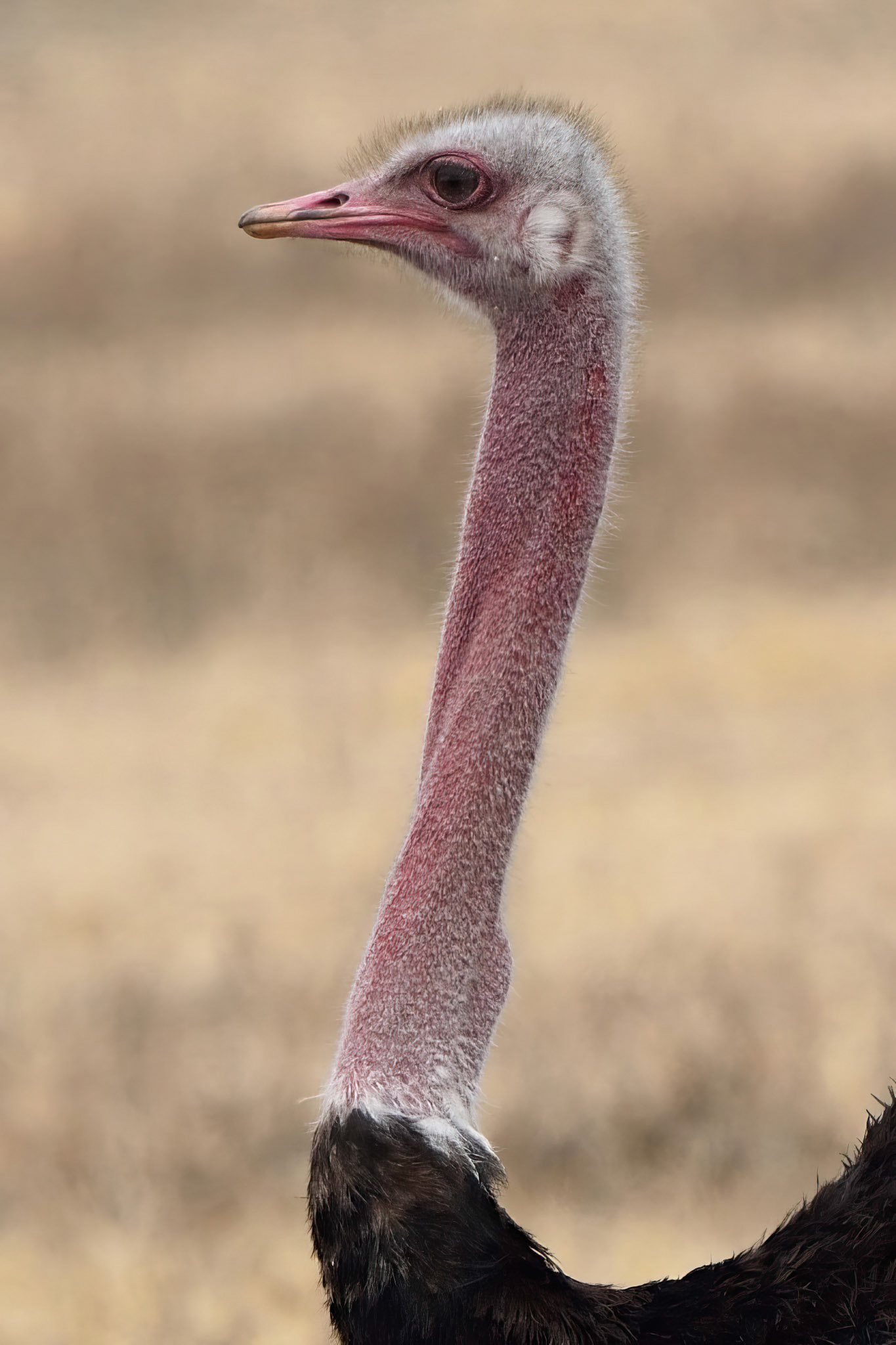 Ostrich