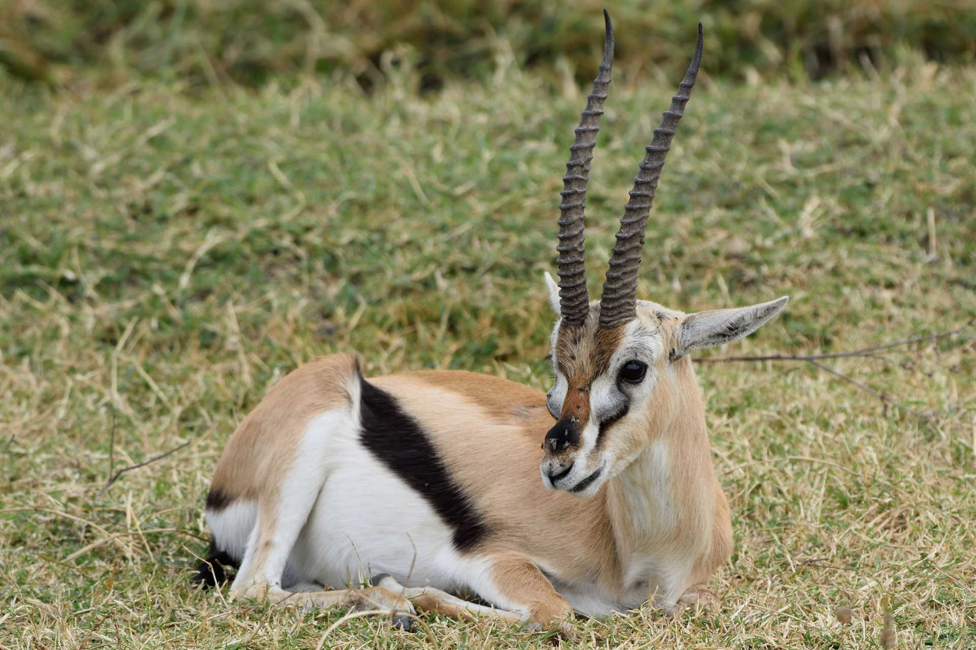 Thomsons Gazelle