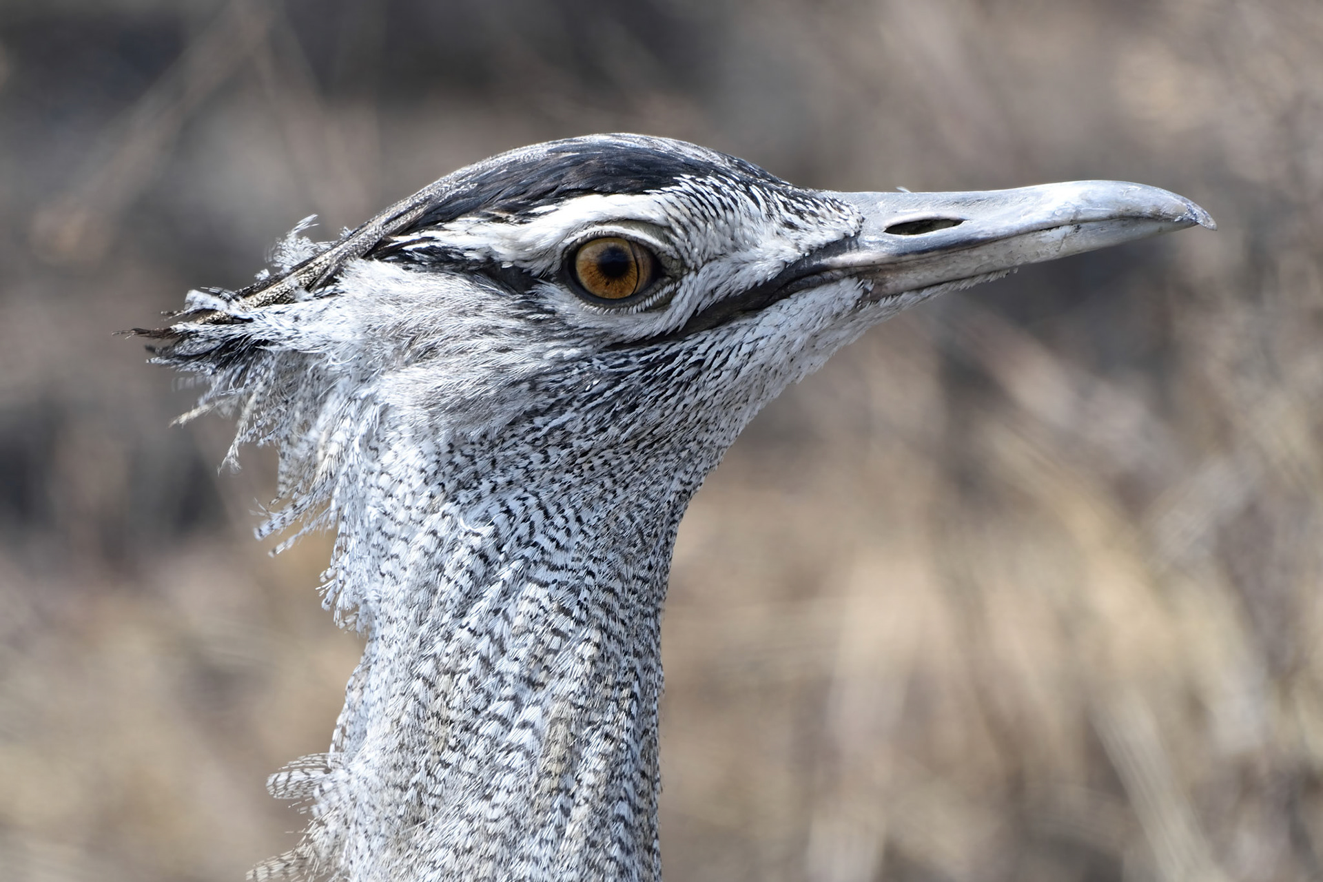 Kori Bustard