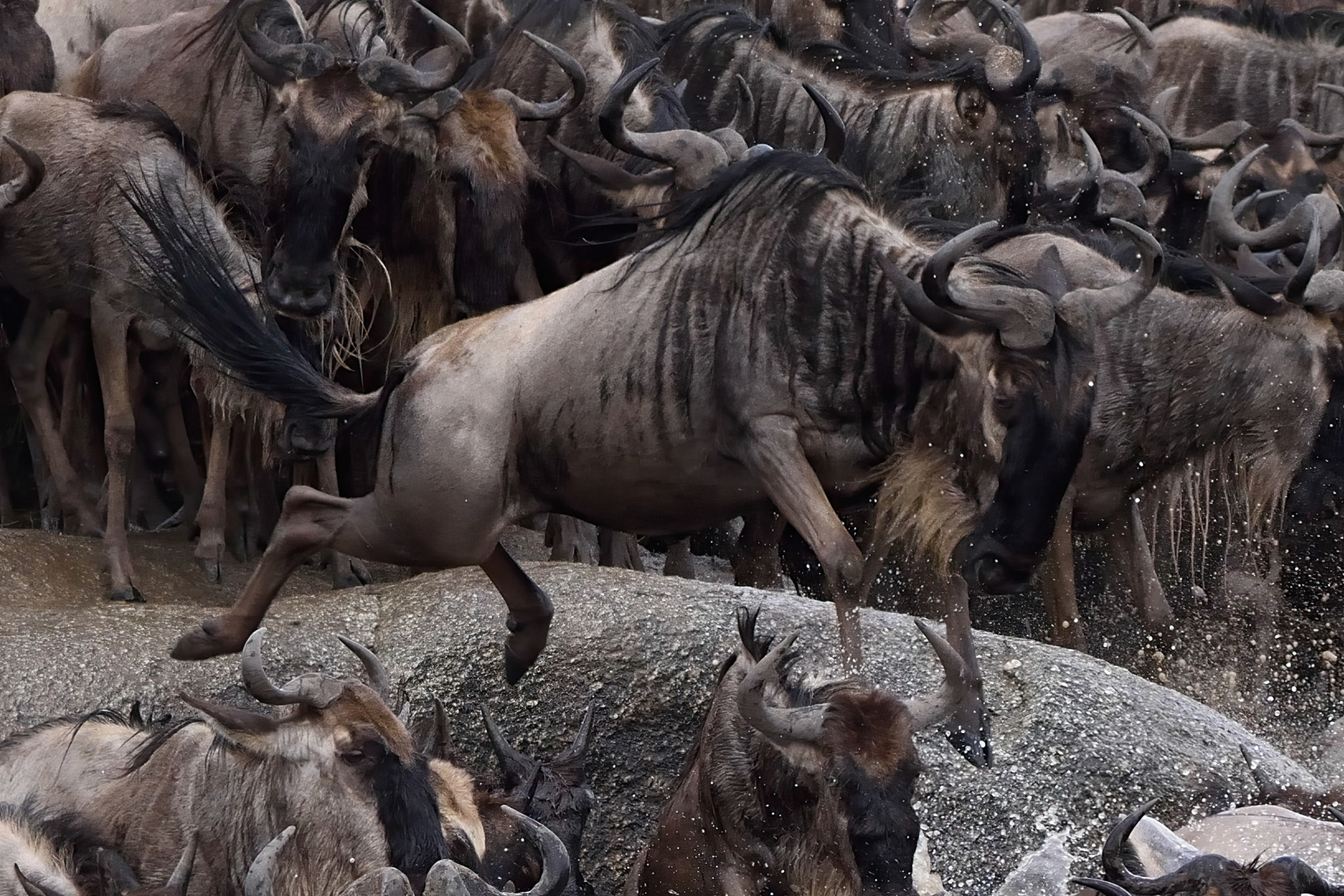 Wildebeest Great Migration