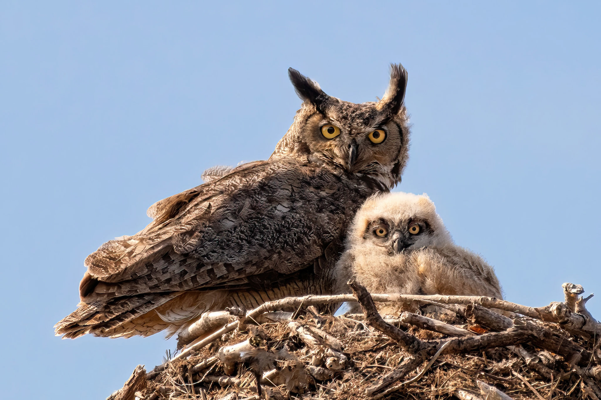 Great Horned Owl  (Wertheim Refuge, NY)