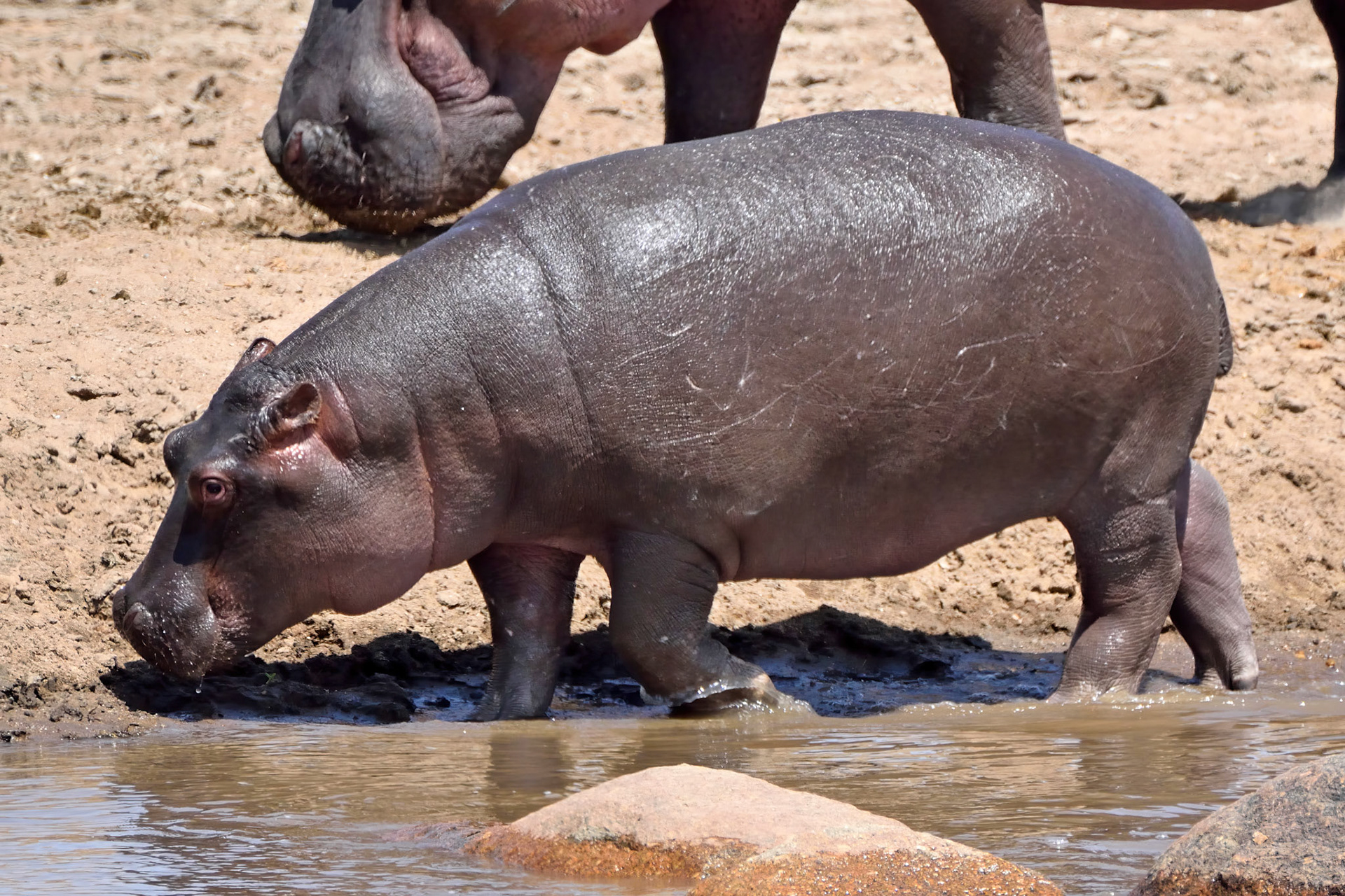 Hippopotamus