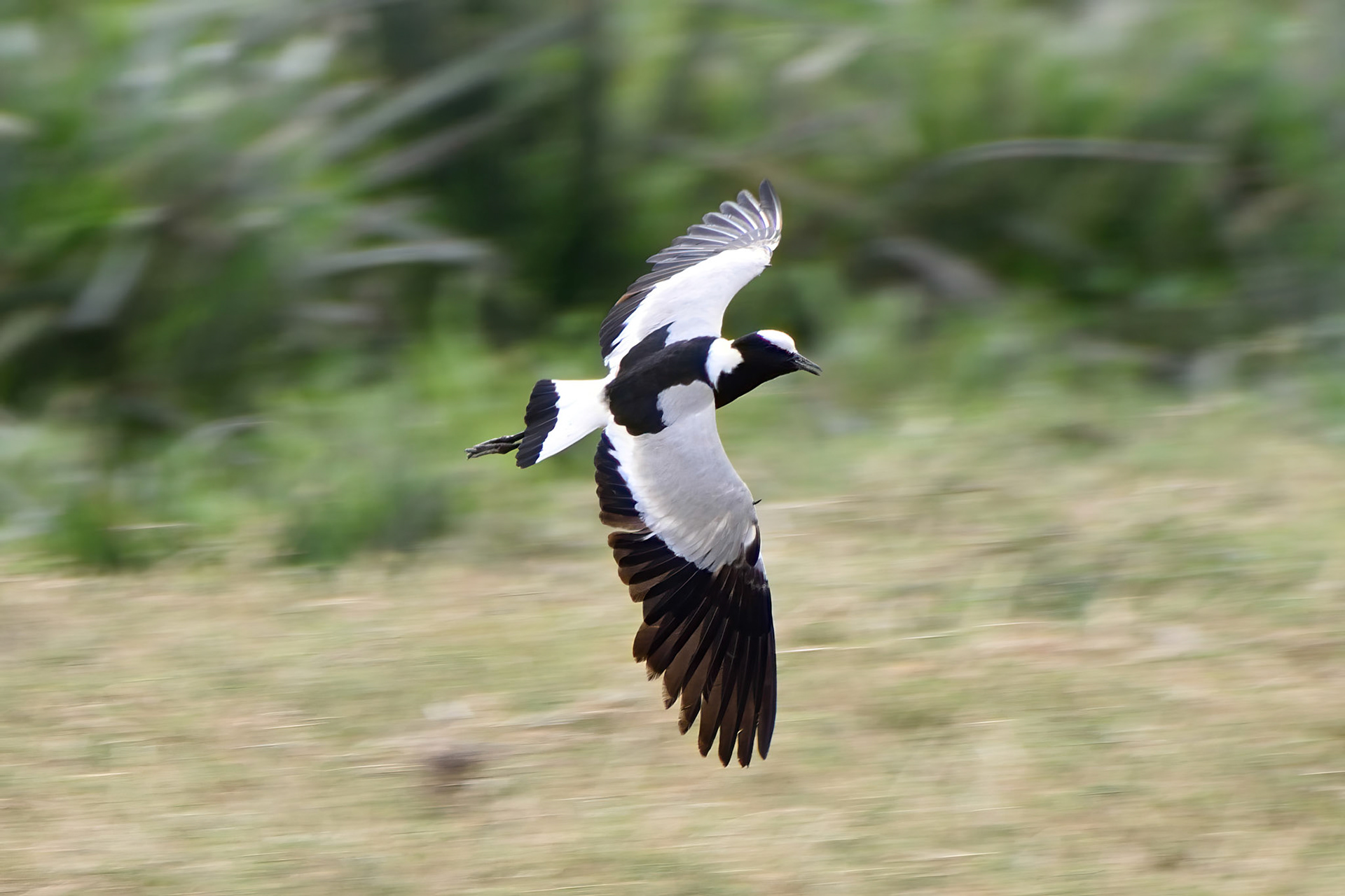 Blacksmith Lapwing