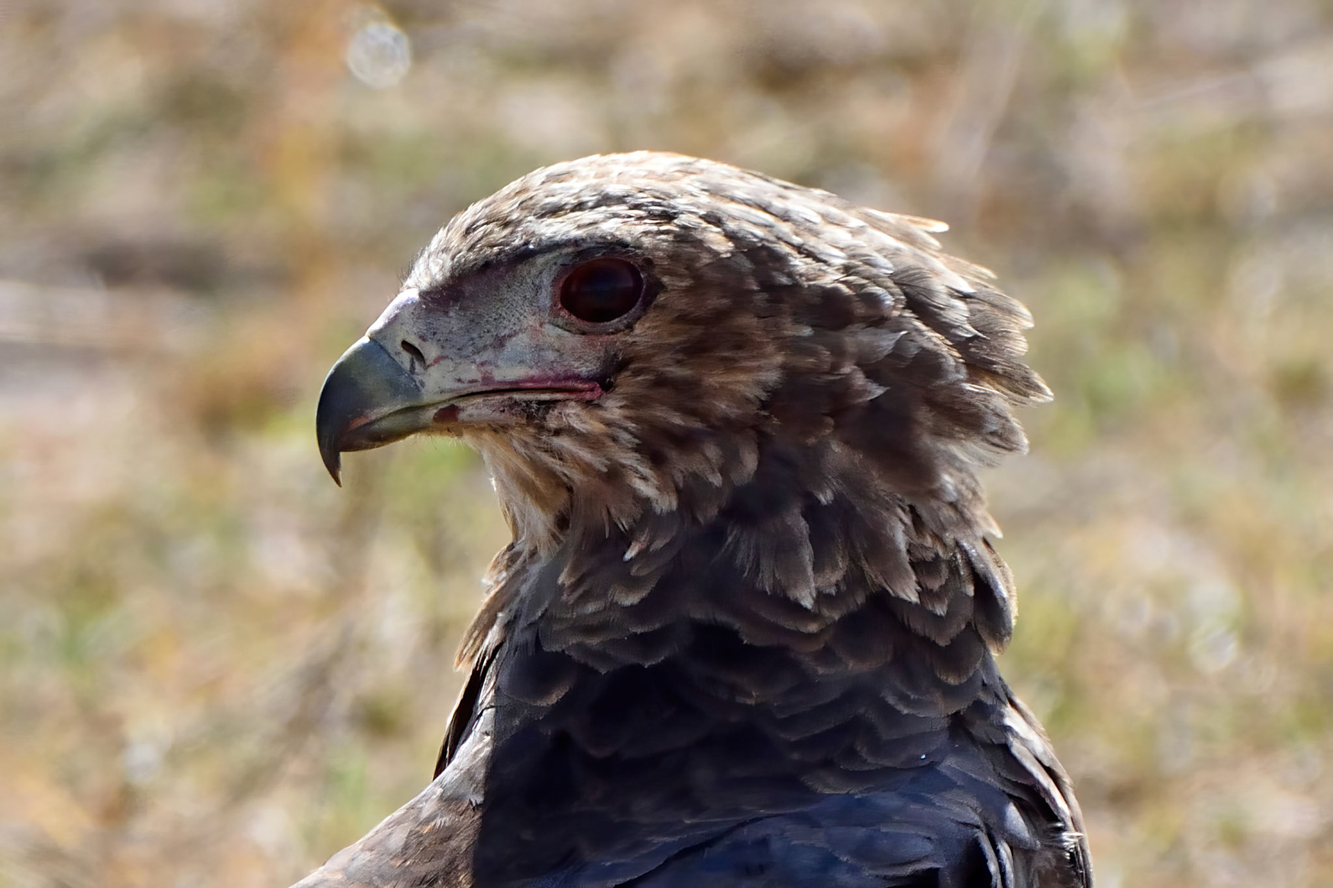 Tawny Eagle