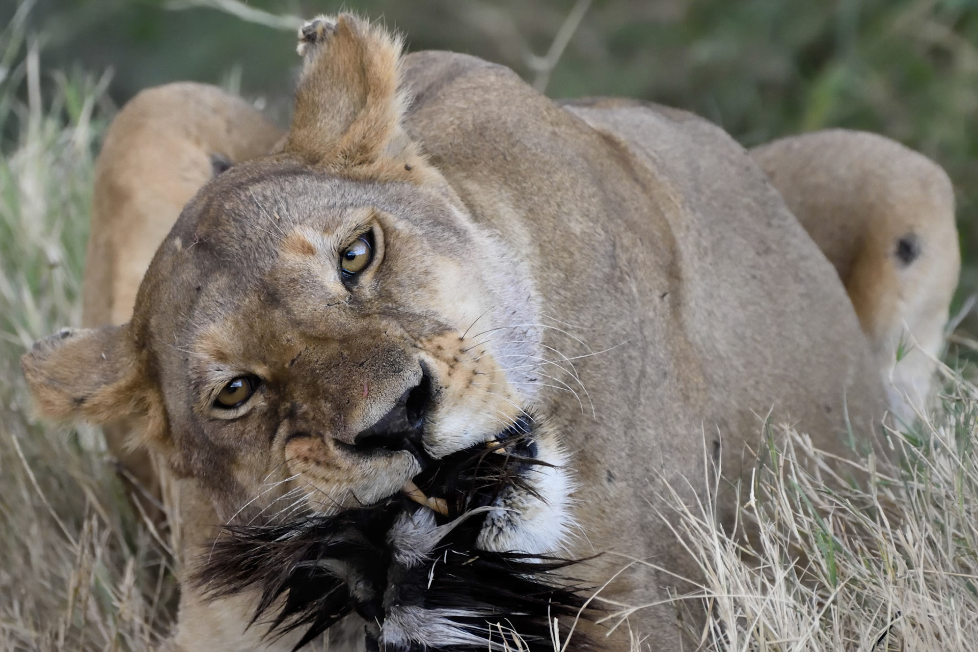 Lion (Tanzania, Africa)