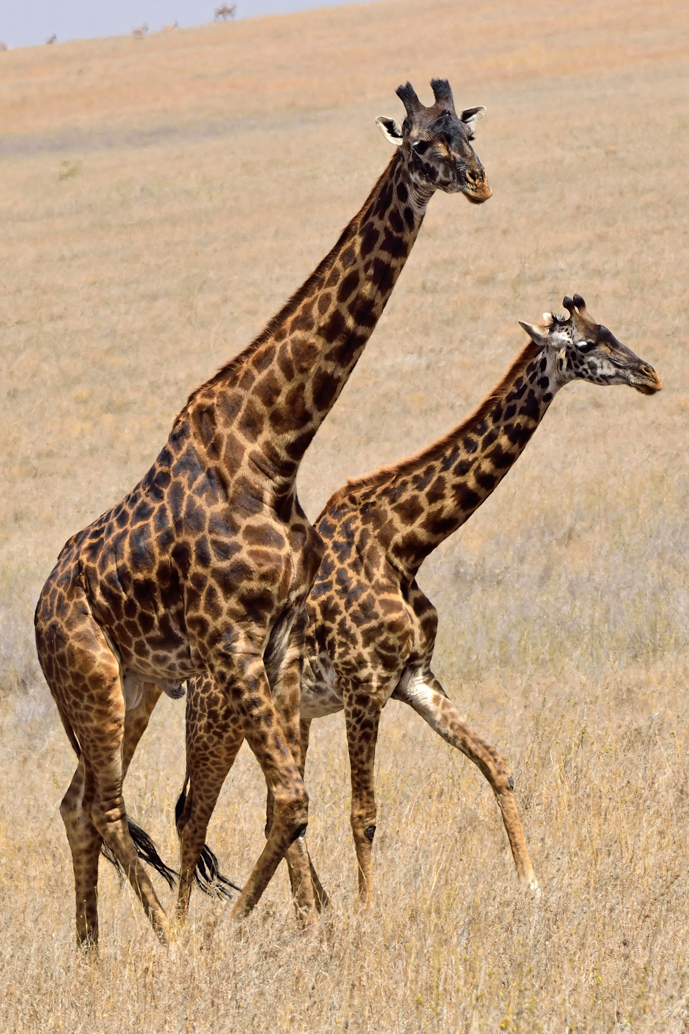 Giraffe