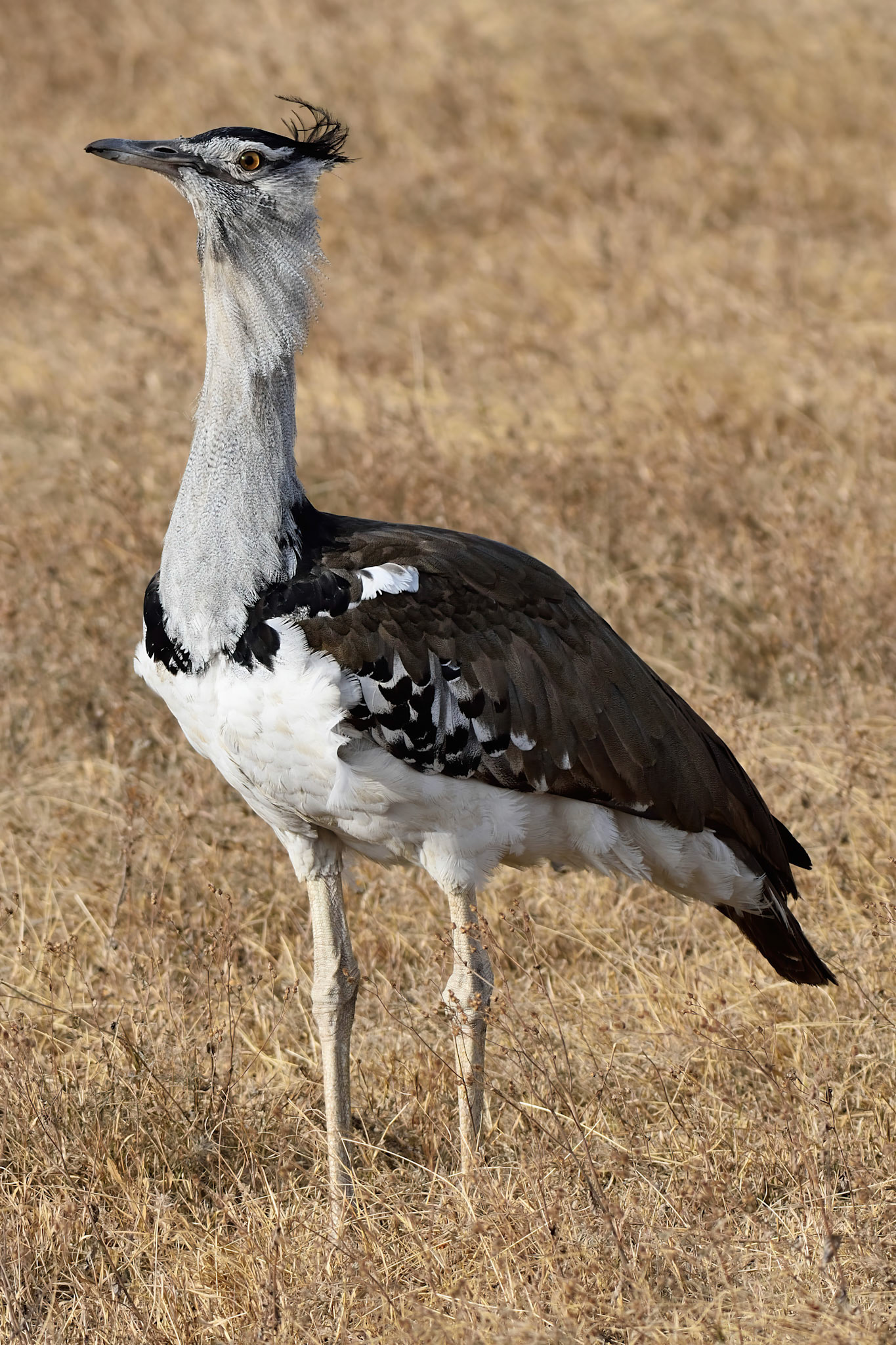 Kori Bustard