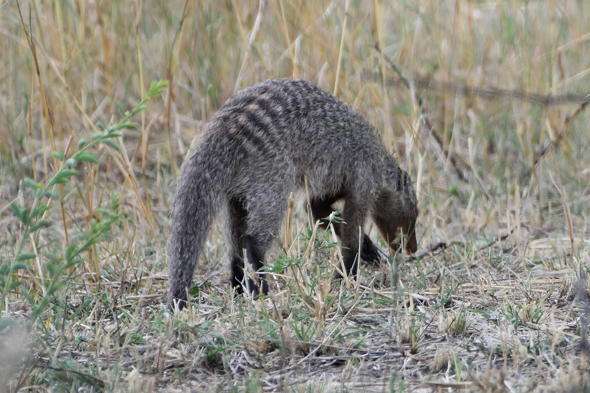 Banded Mongoose