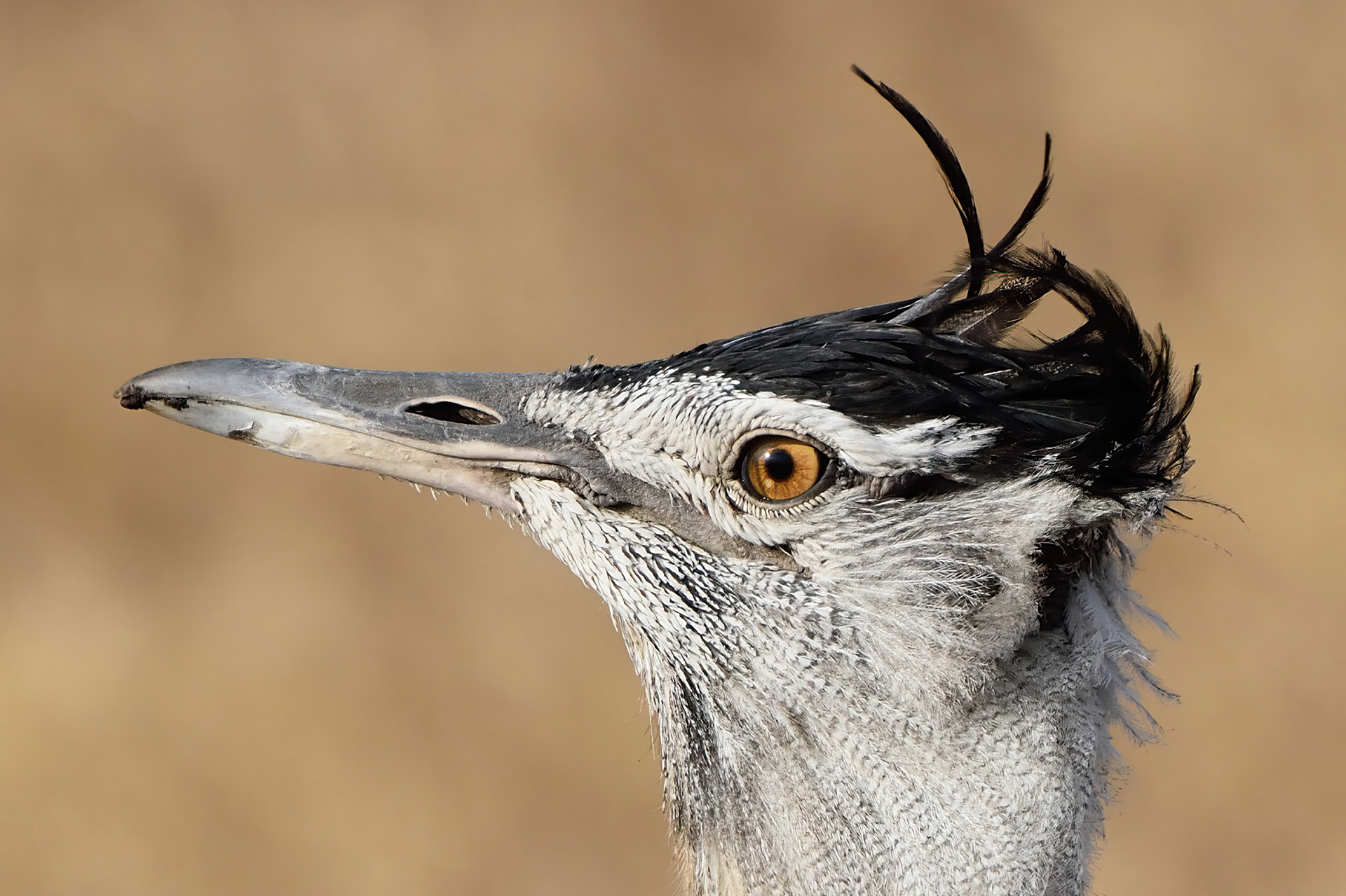 Kori Bustard