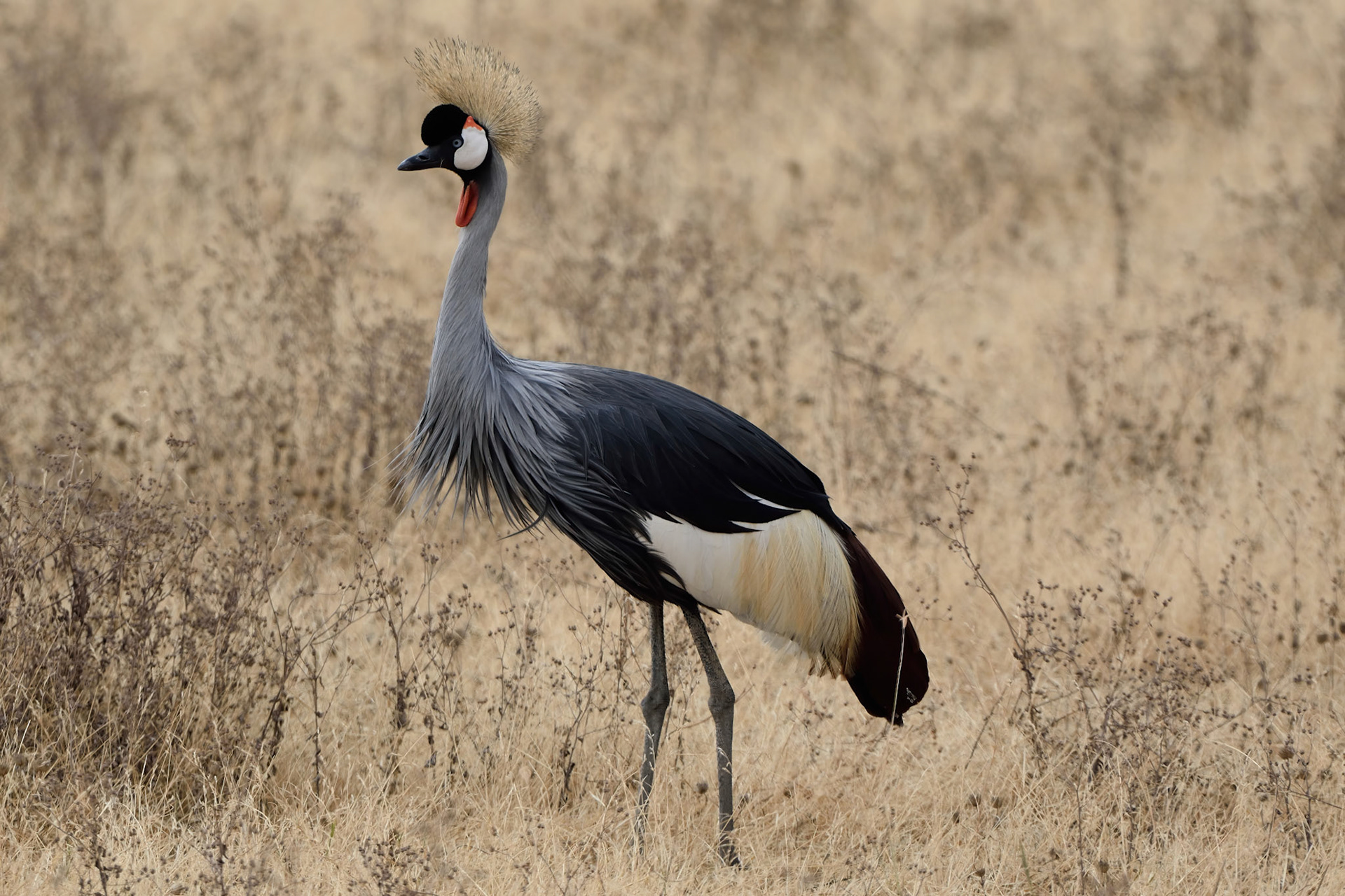 Crowned Crane