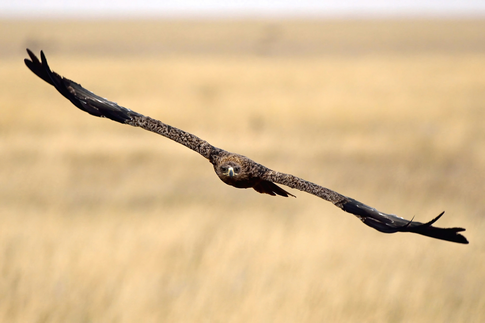 Tawny Eagle (Tanzania, Africa)