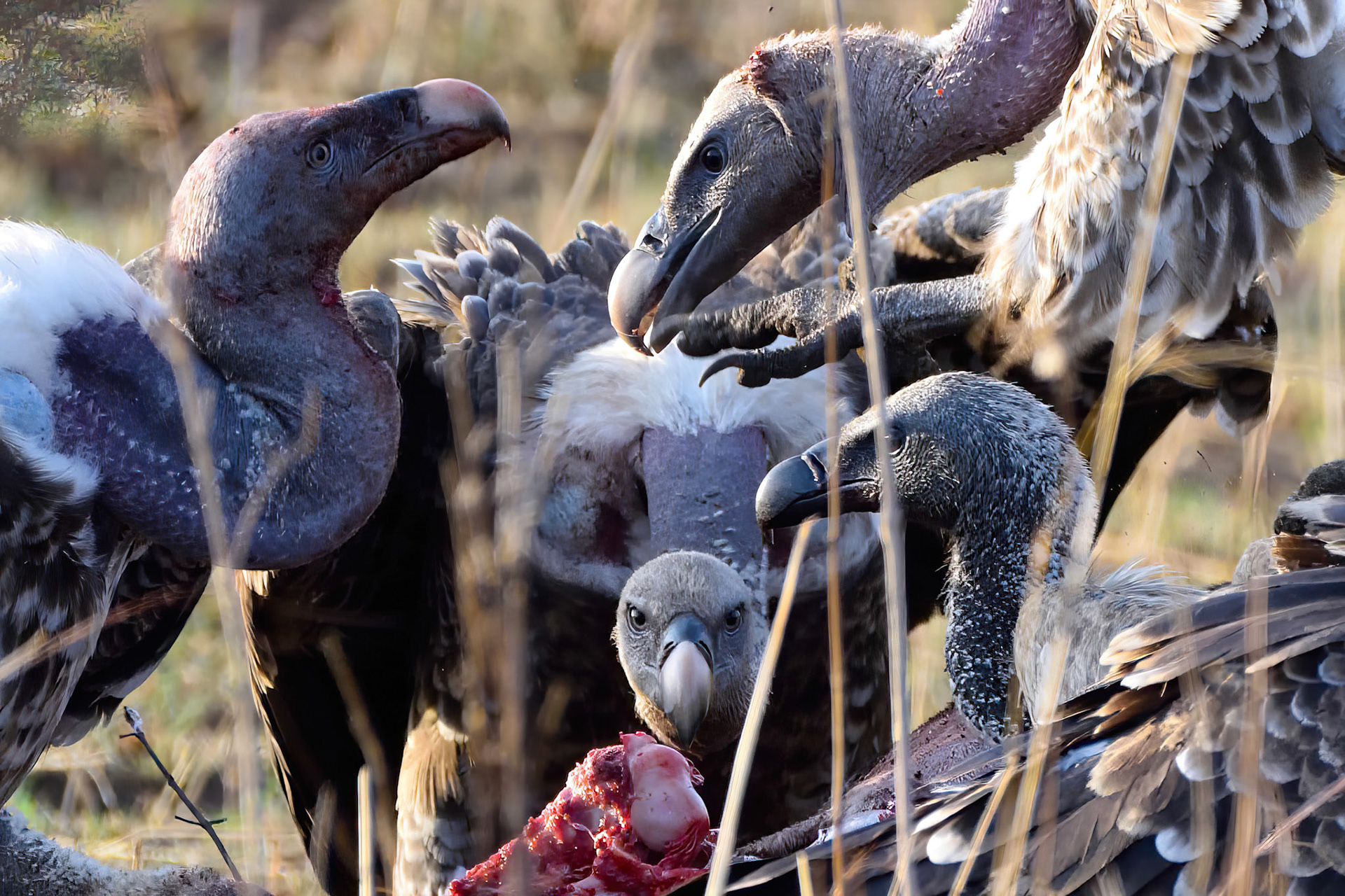 Vultures (Tanzania, Africa)