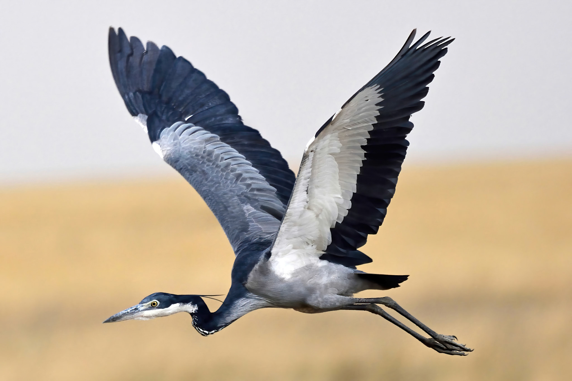 Black-headed Heron (Tanzania, Africa)