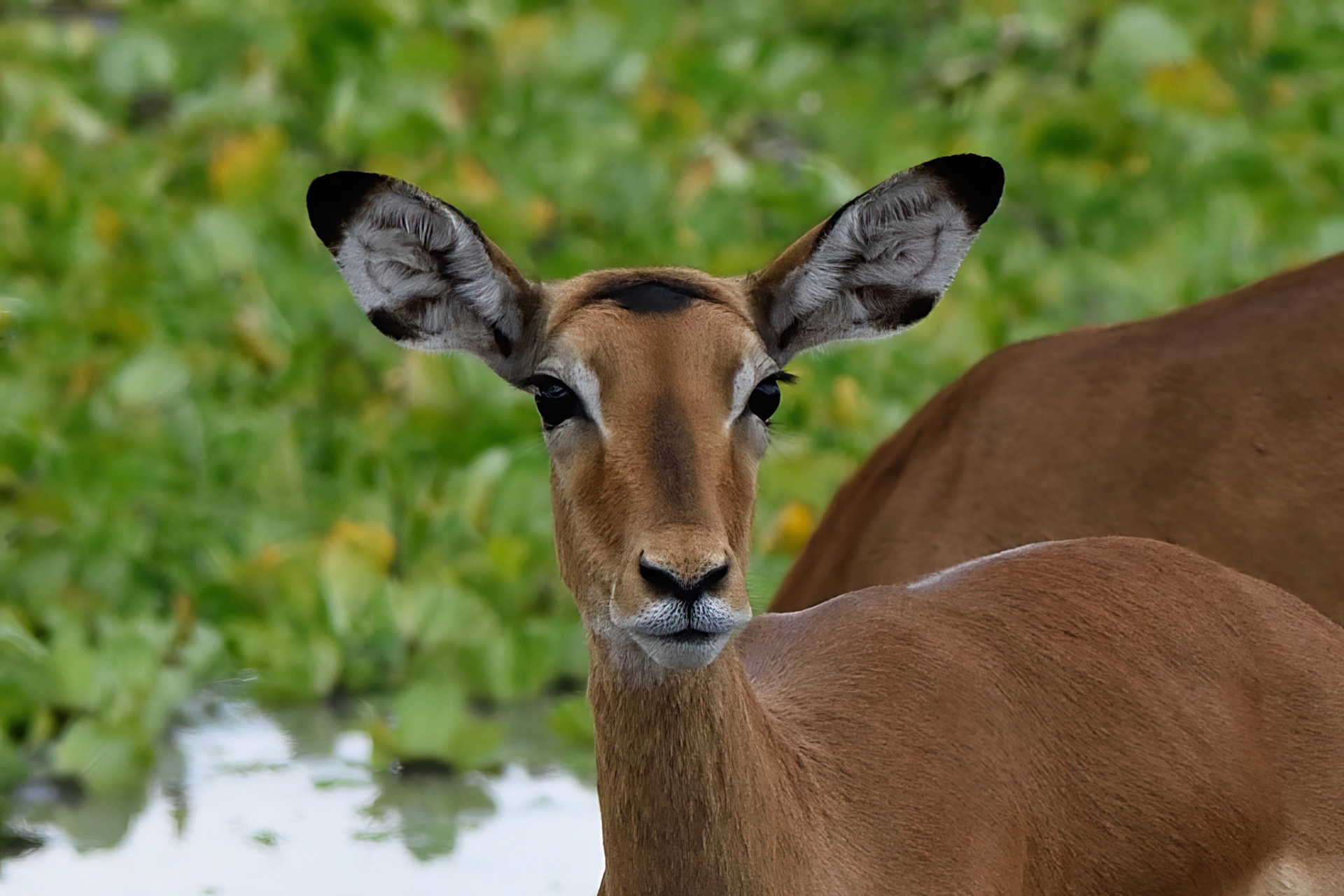 Impala Antelope