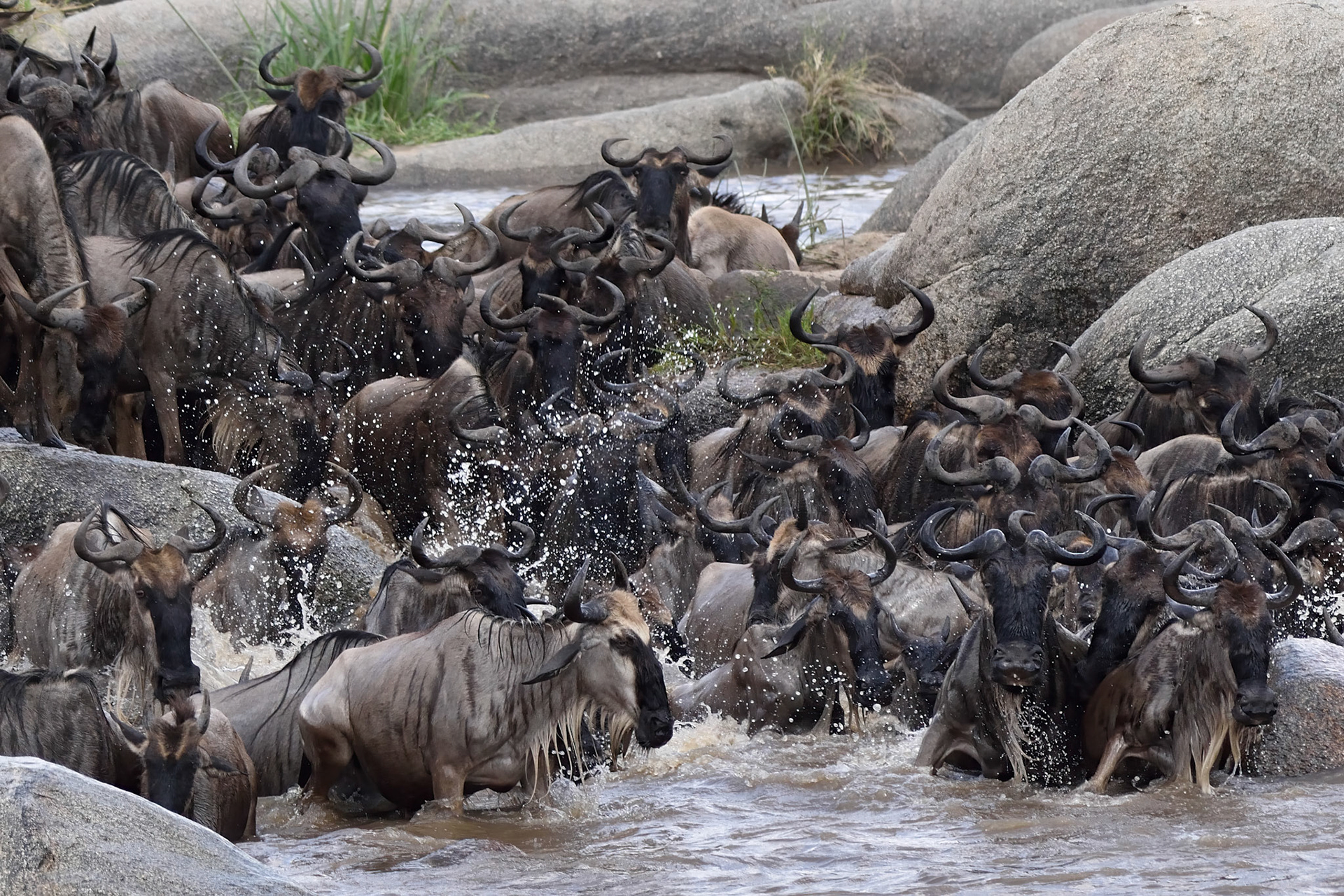 Wildebeest Great Migration