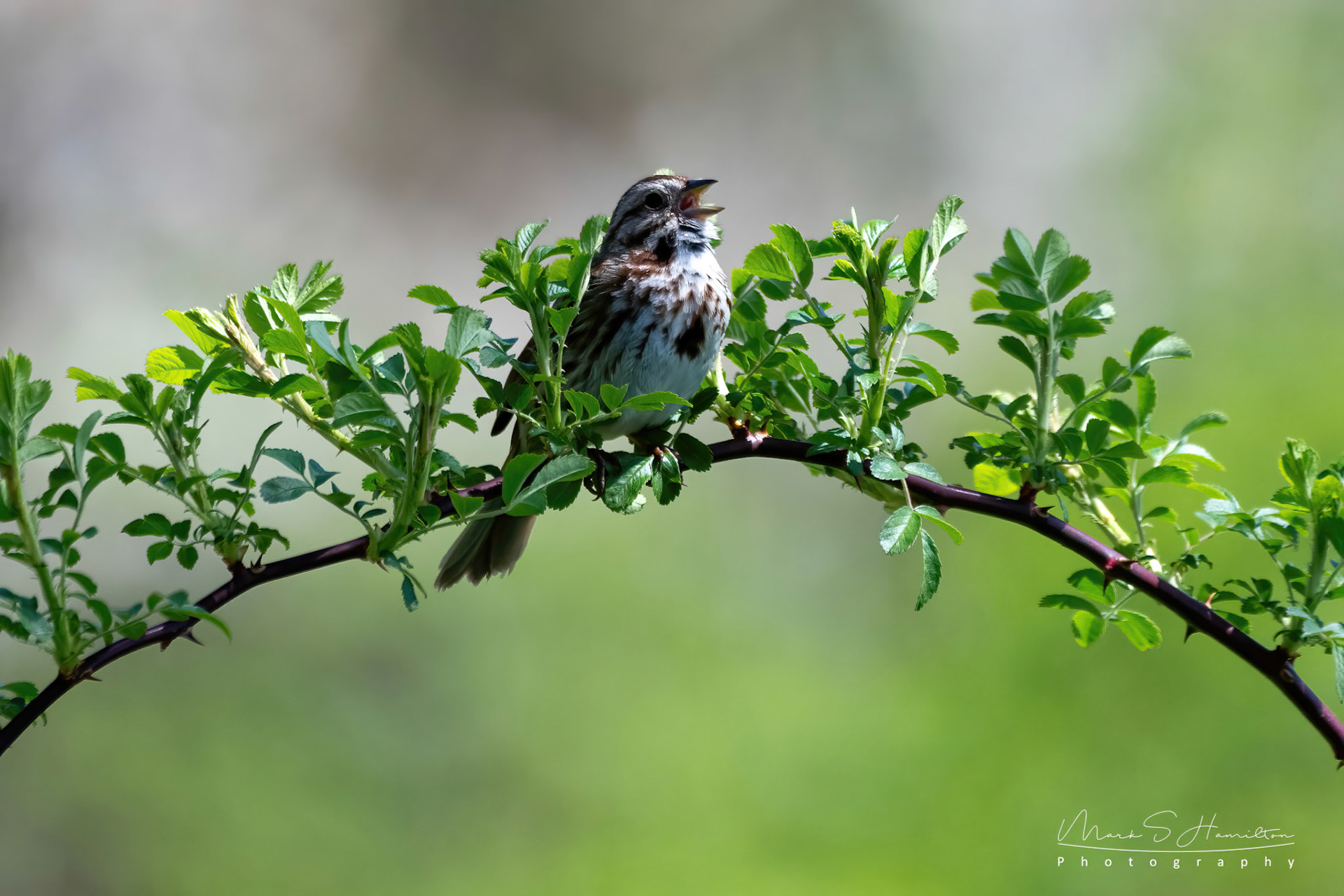 Song Sparrow  (Wertheim Refuge, NY)