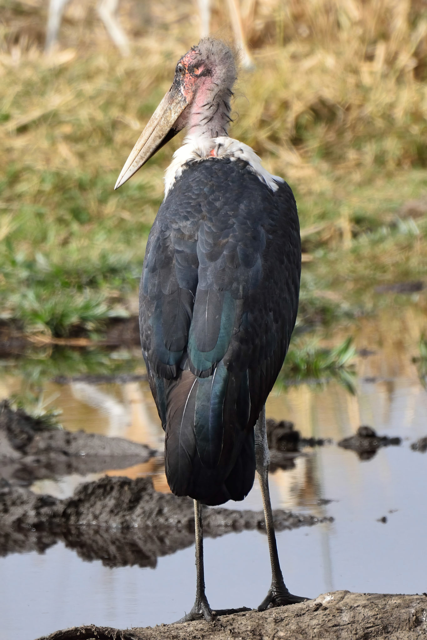 Marabou Stork
