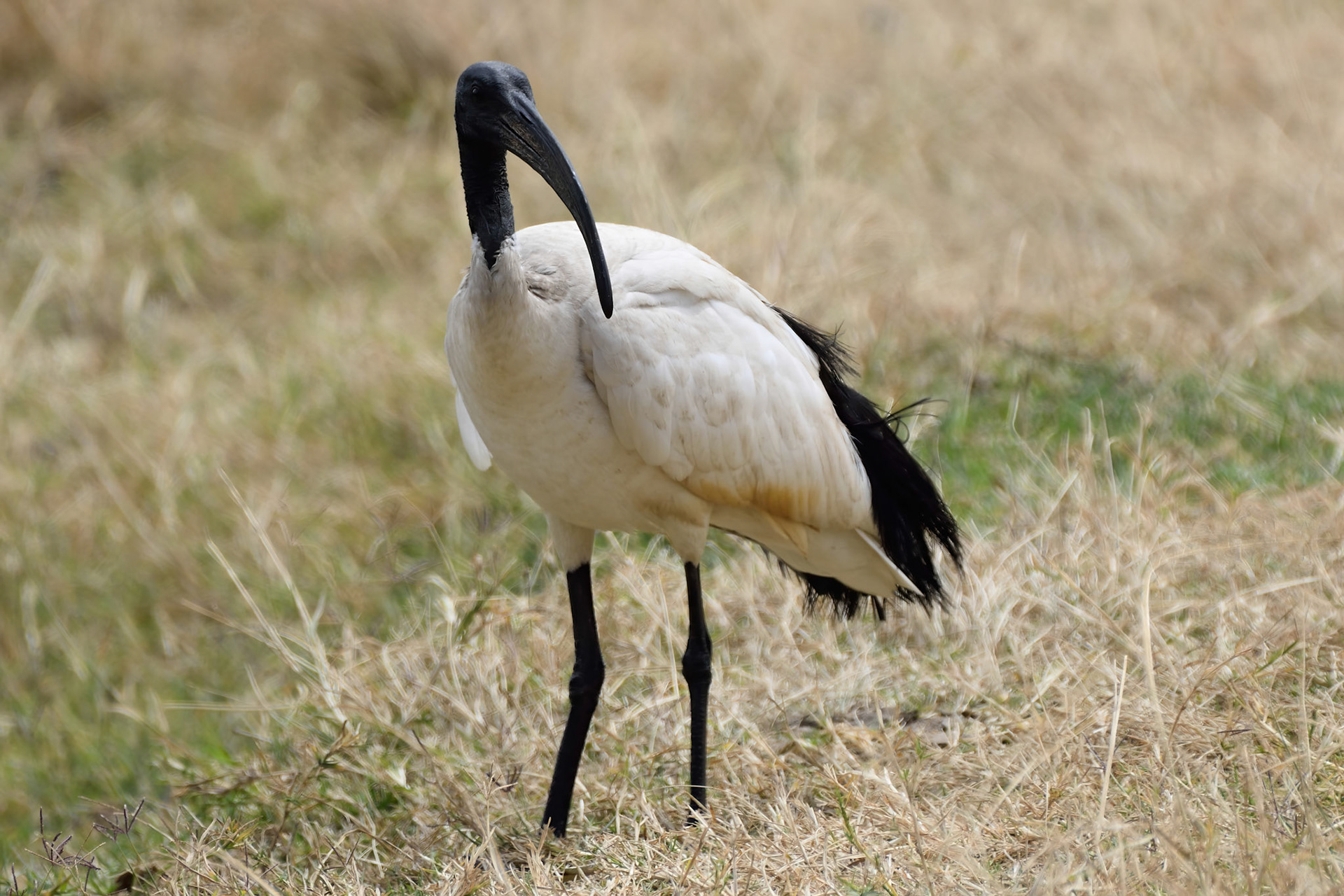 Sacred Ibis