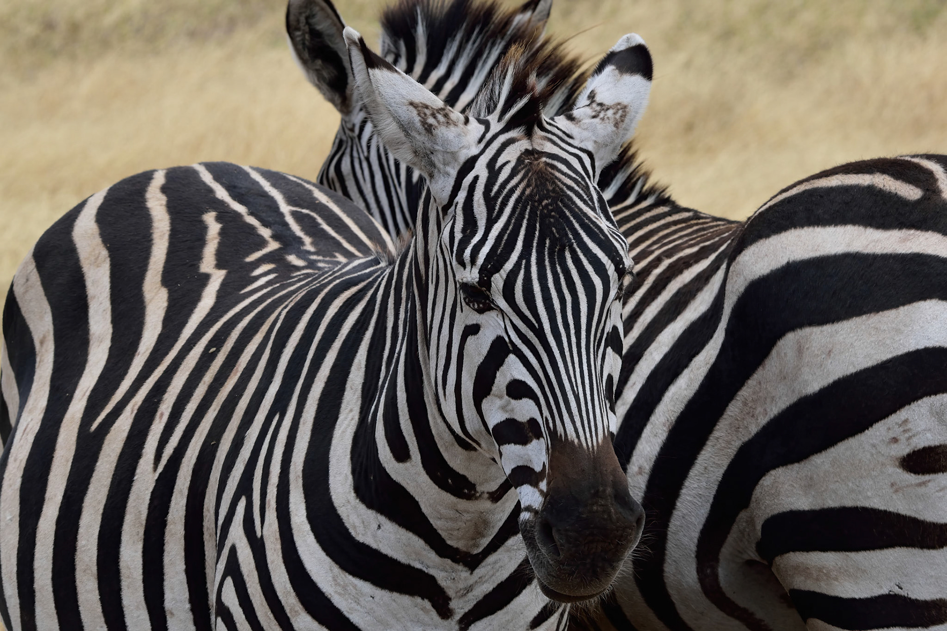 Zebra