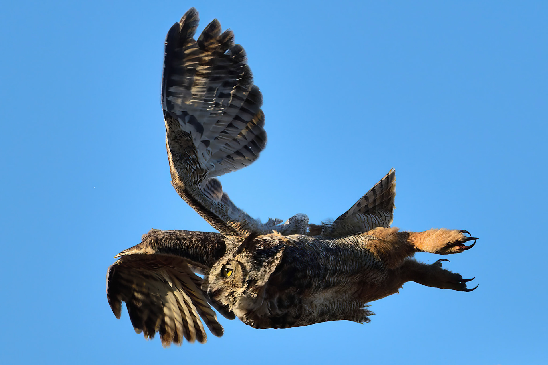 Great Horned Owl  (Wertheim Refuge, NY)