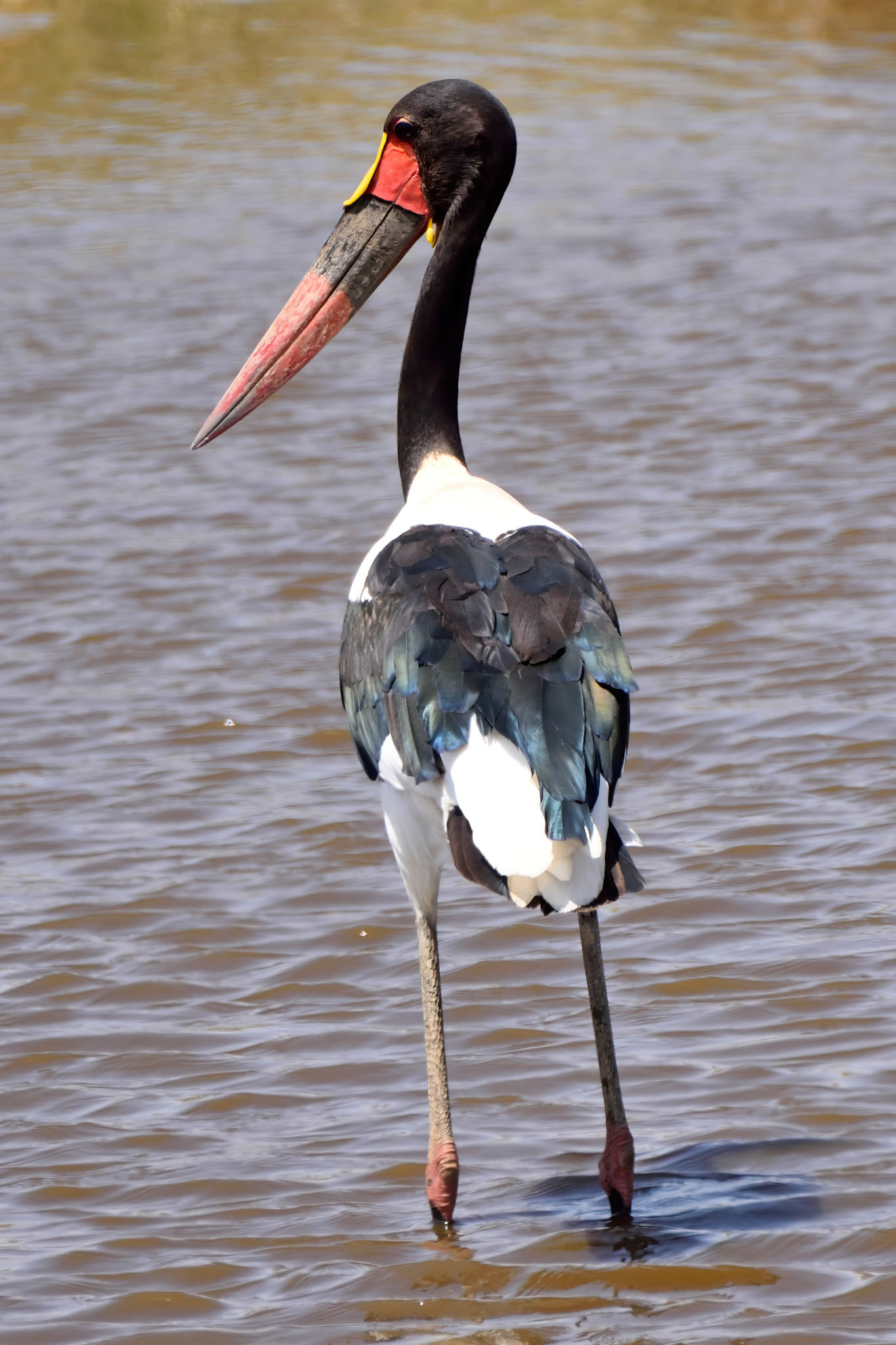 Saddle Billed Stork
