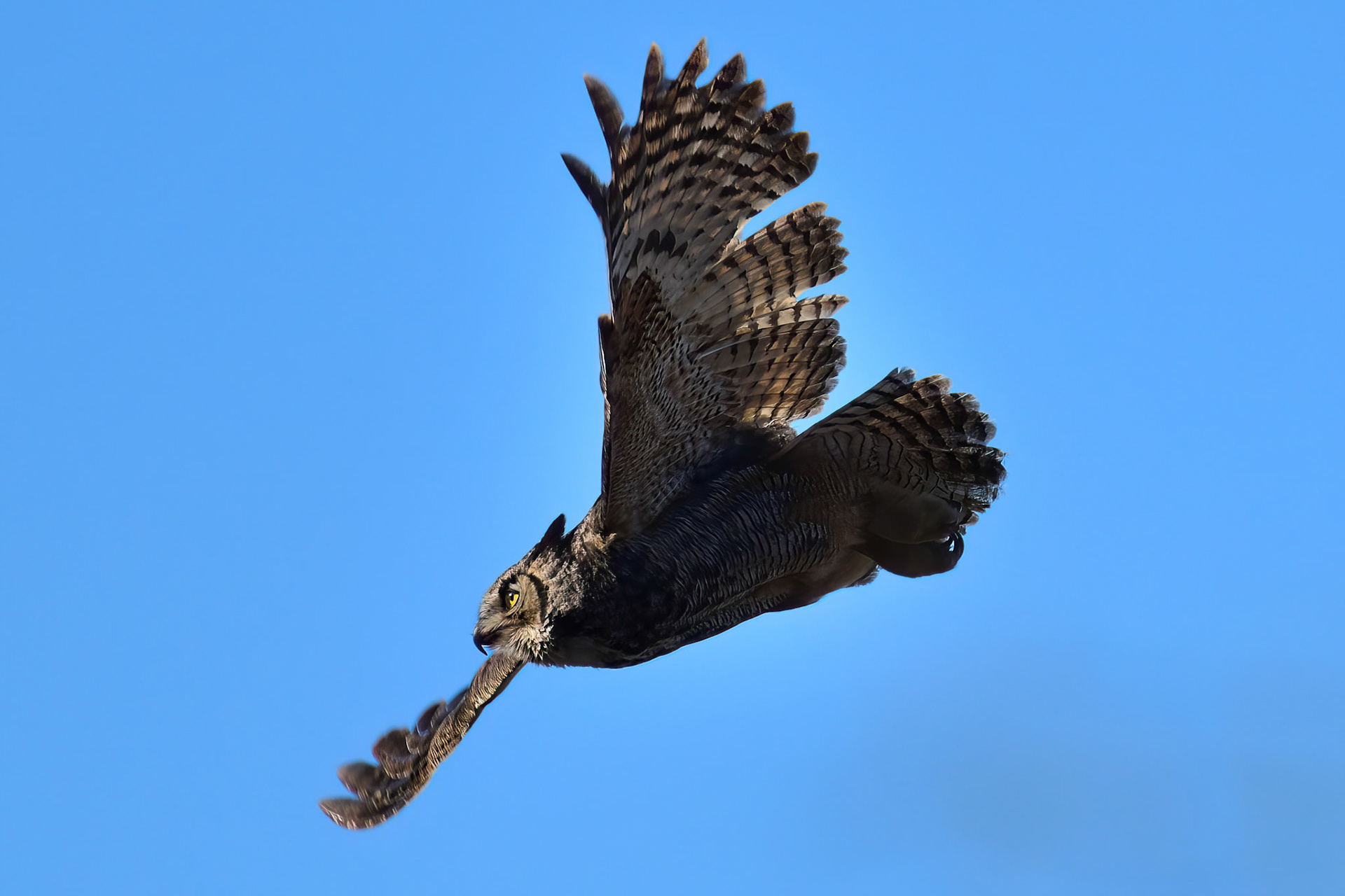 Great Horned Owl  (Wertheim Refuge, NY)