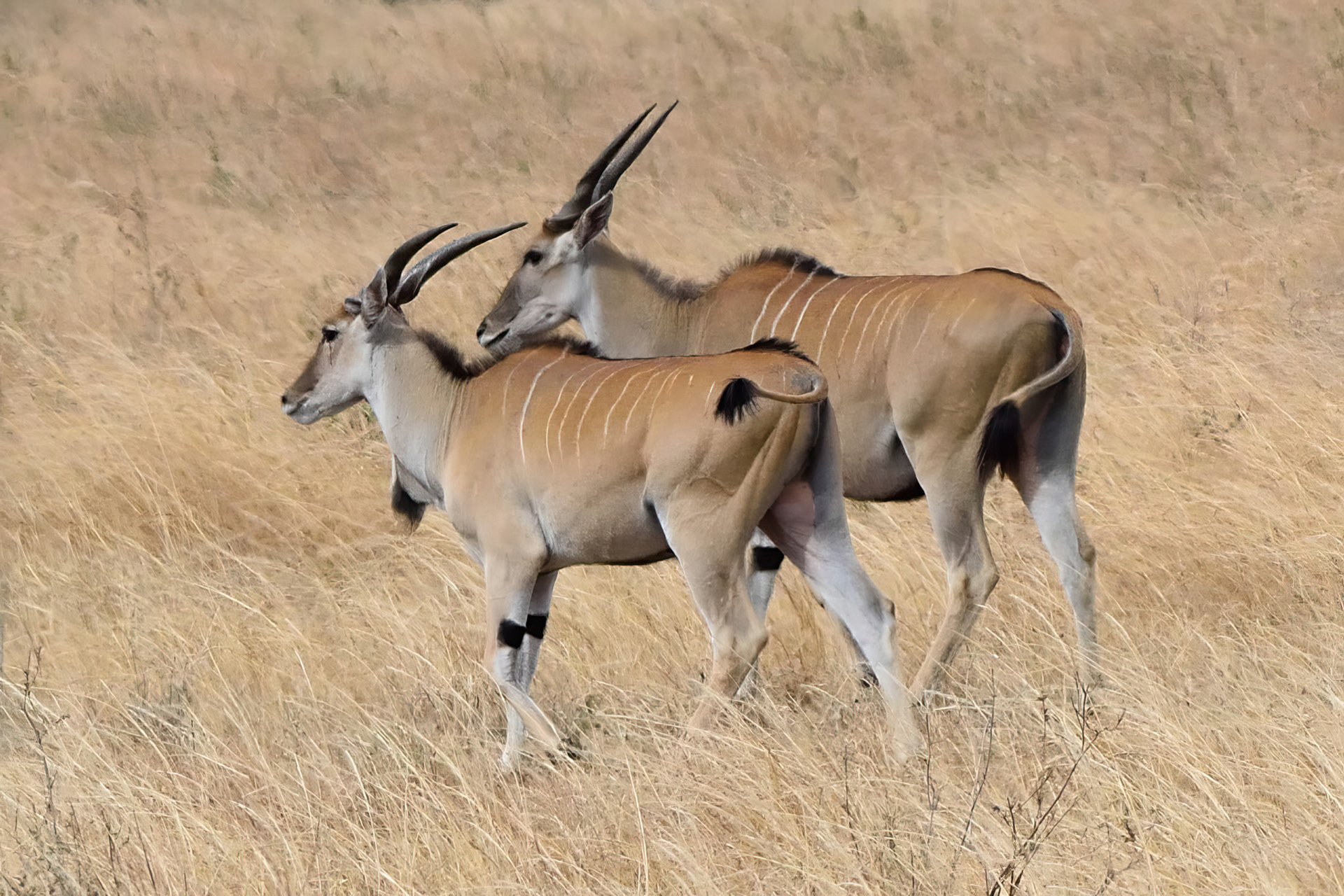 Eland