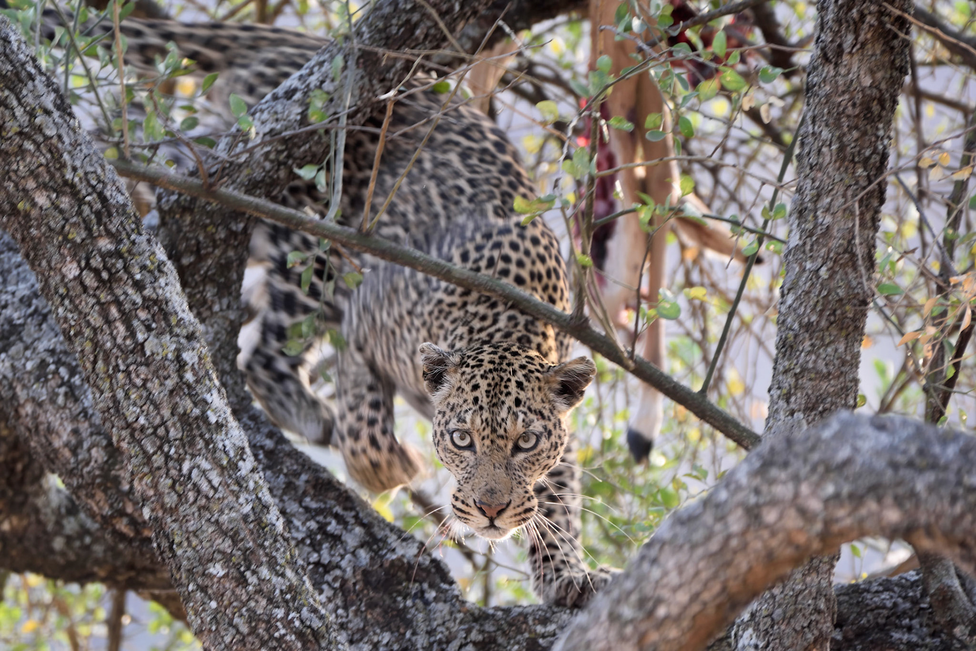 Leopard (Tanzania, Africa)