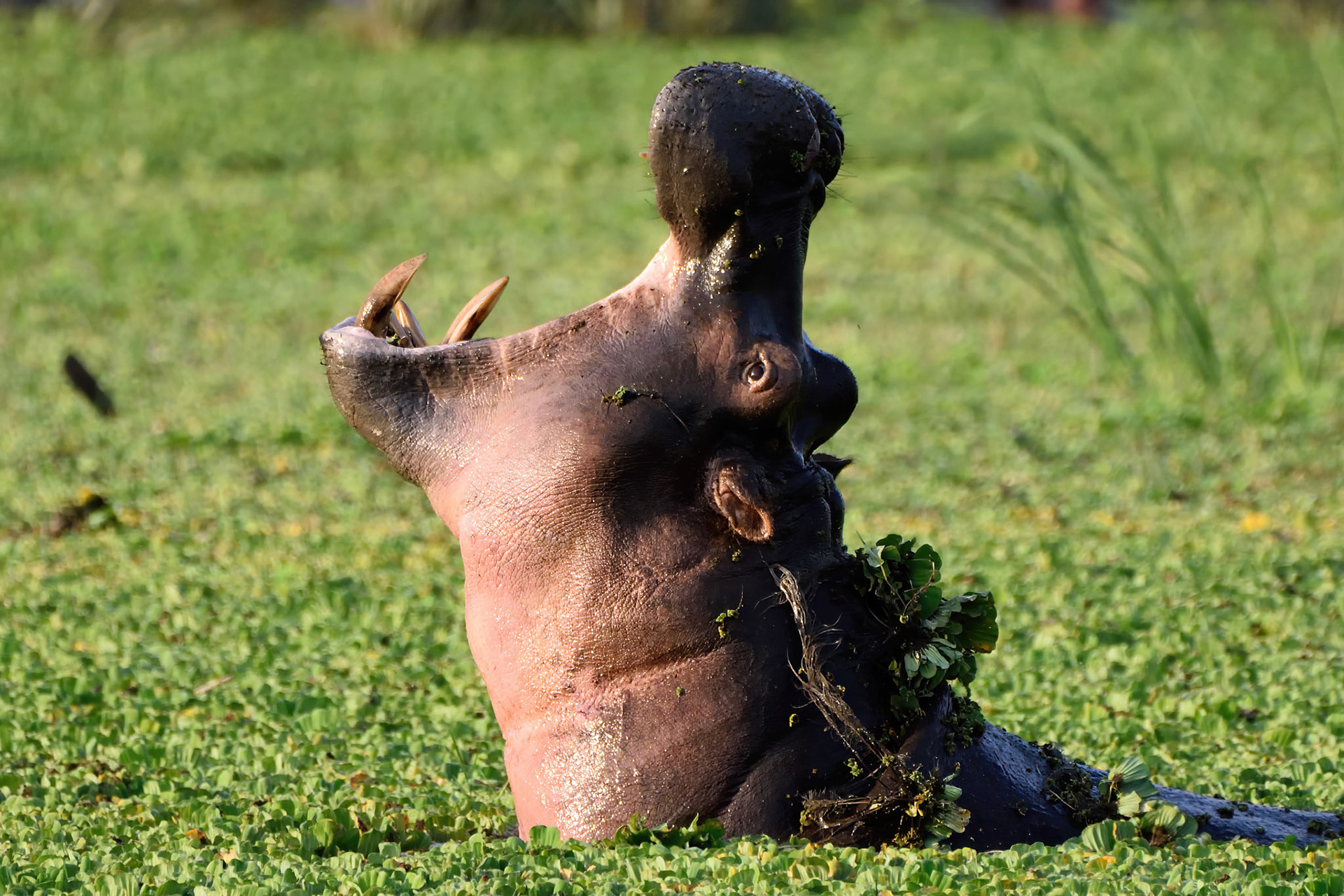 Hippopotamus (Tanzania, Africa)