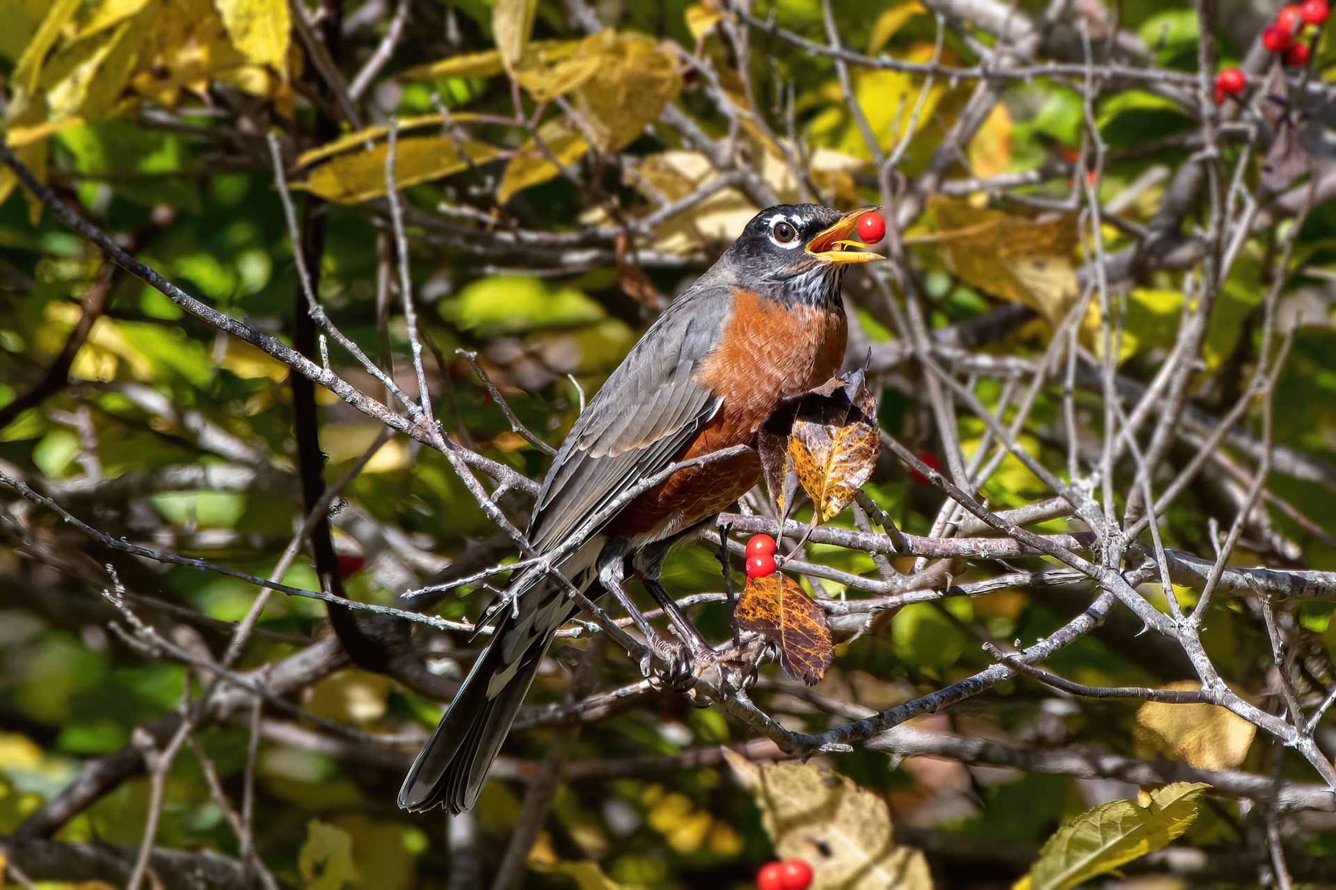 American Robin  (Wertheim Refuge, NY)