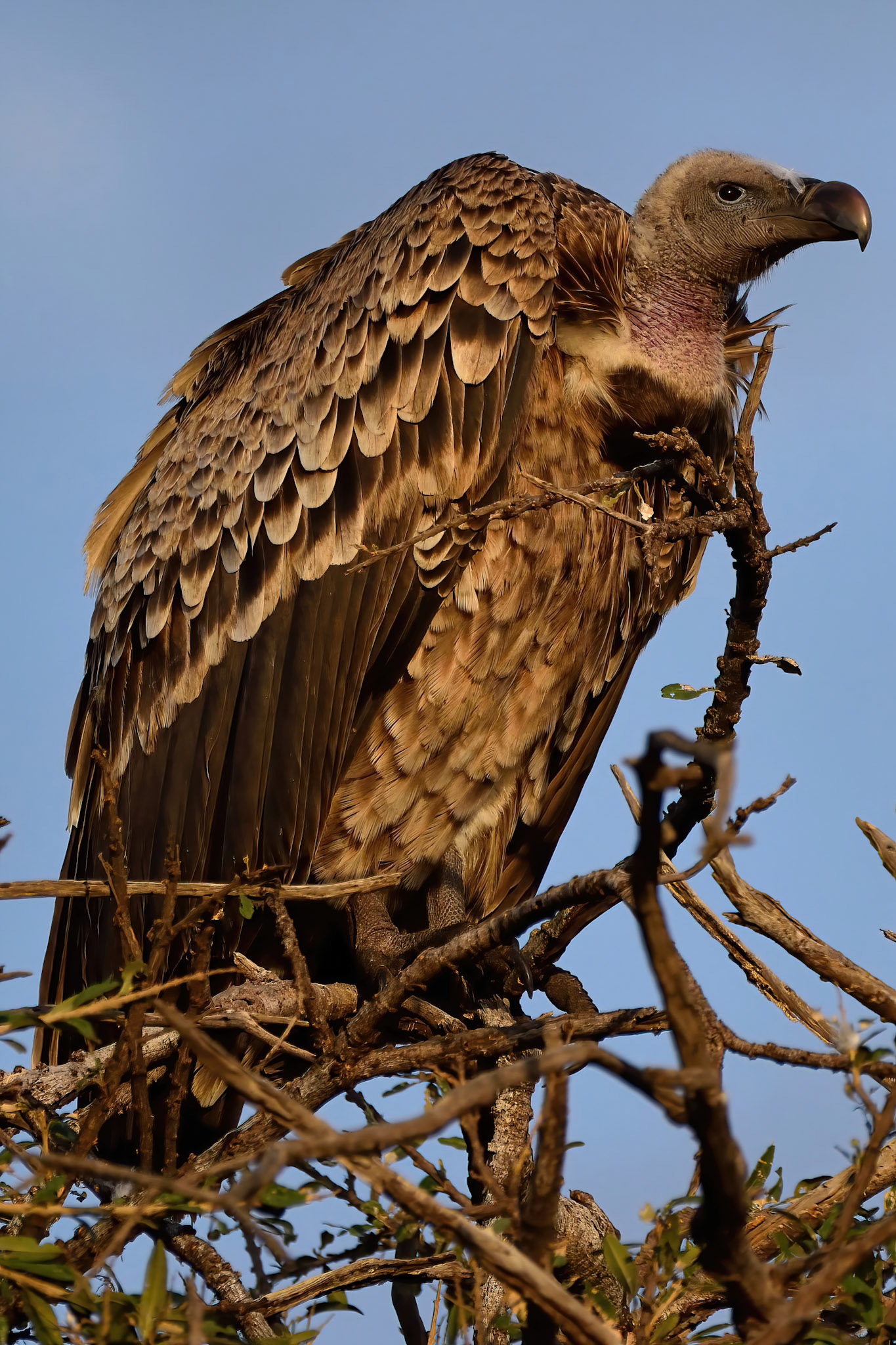 Vulture (Tanzania, Africa)