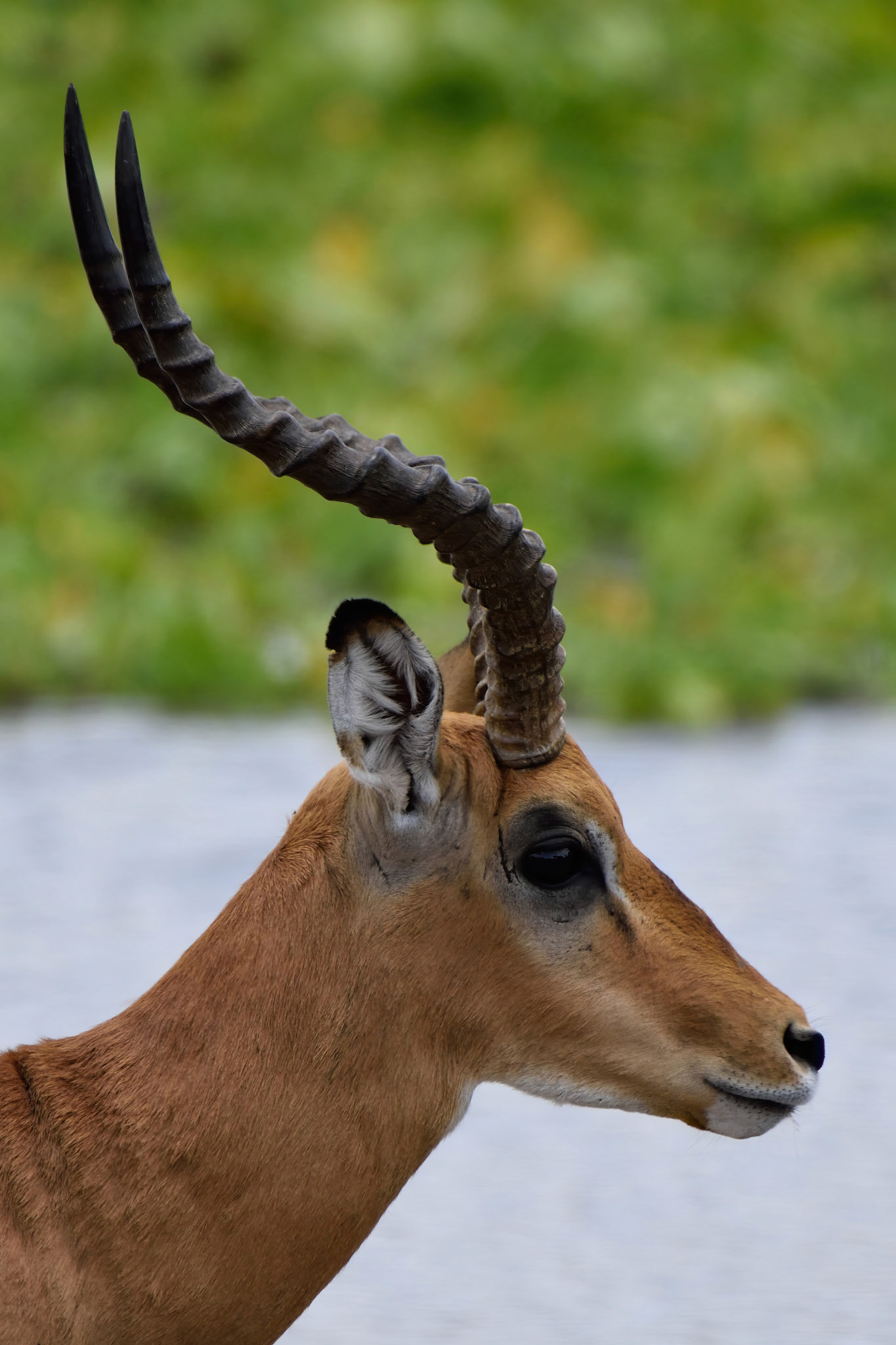 Impala Antelope