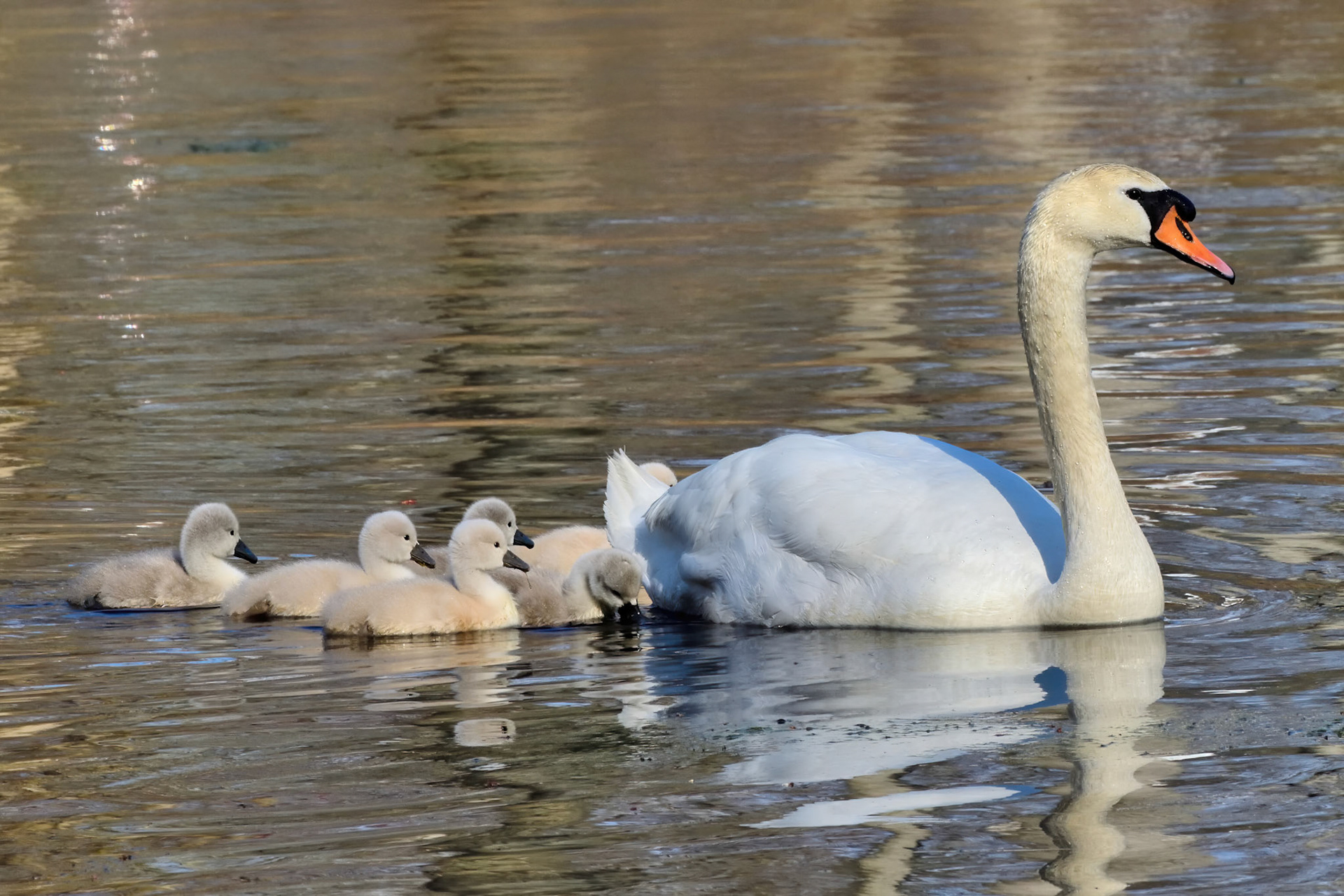 Mute Swan with Cygnets (Massapequa Preserve, NY)