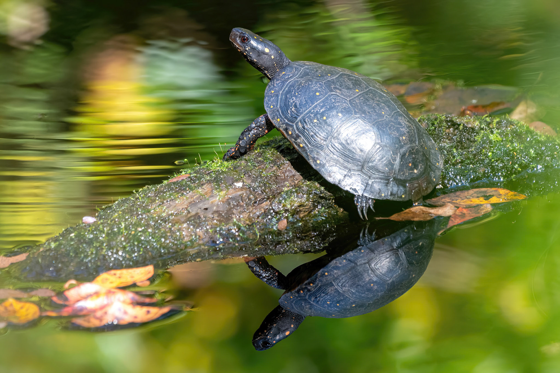 Spotted Turtle (Wertheim Refuge, NY)