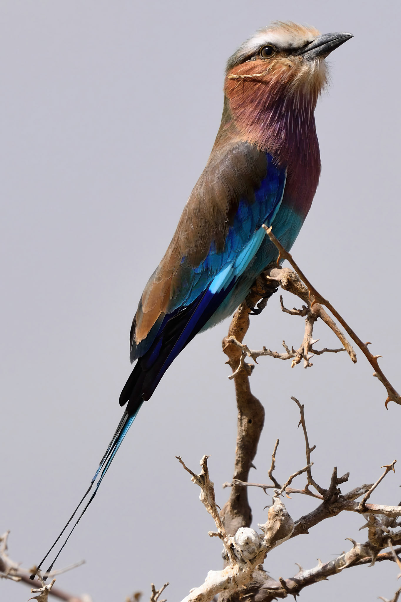 Lilac Breasted Roller (Tanzania, Africa)