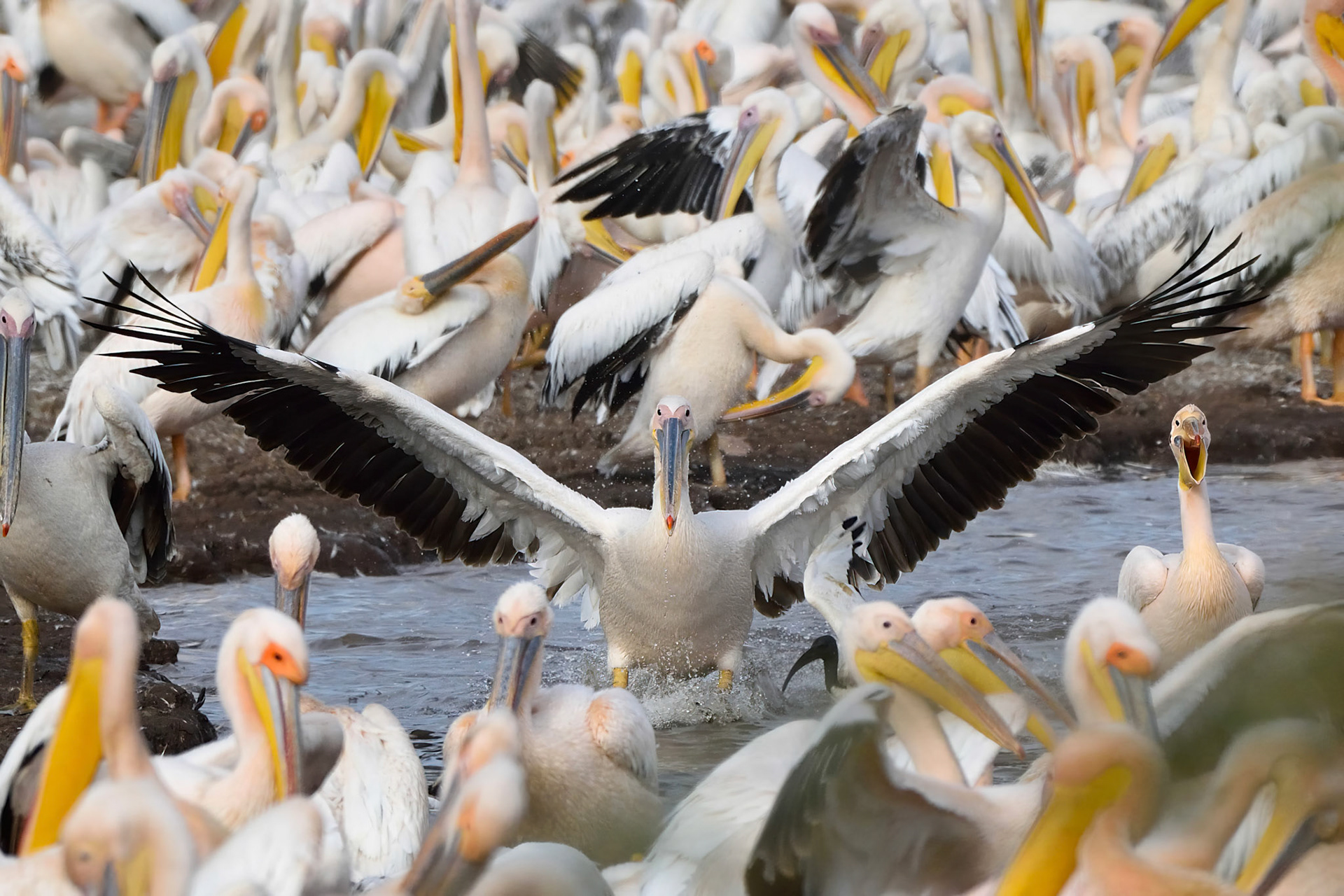 Great White Pelicans (Tanzania, Africa)