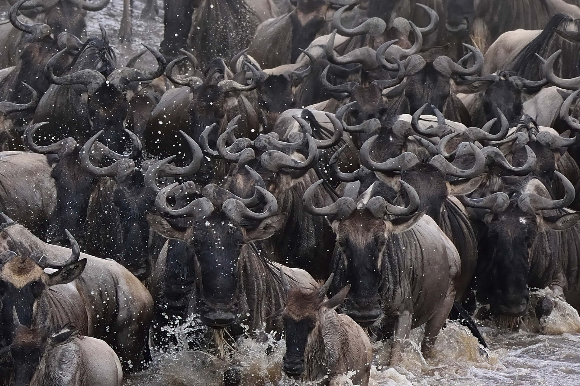 Wildebeest Great Migration (Serengeti, Africa)