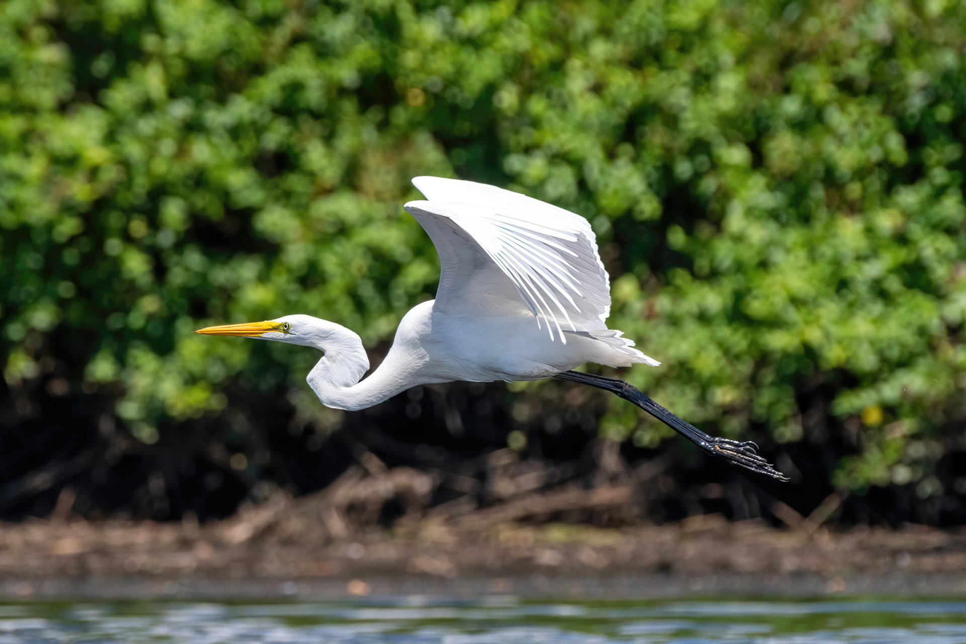 Great Egret (Wertheim Refuge, NY)