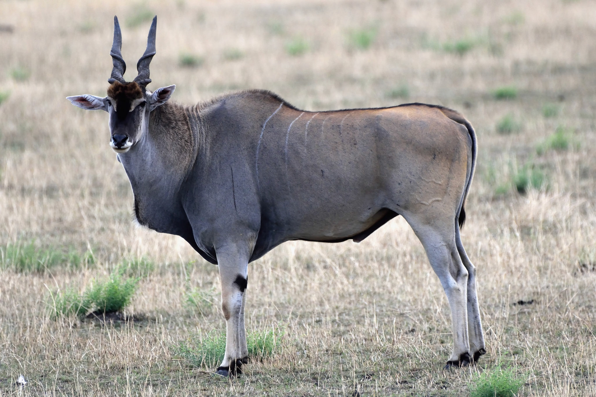 Eland