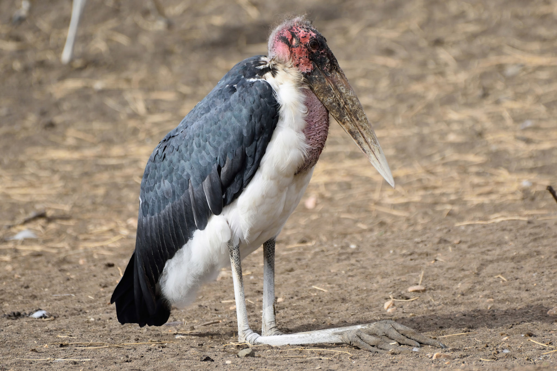 Marabou Stork