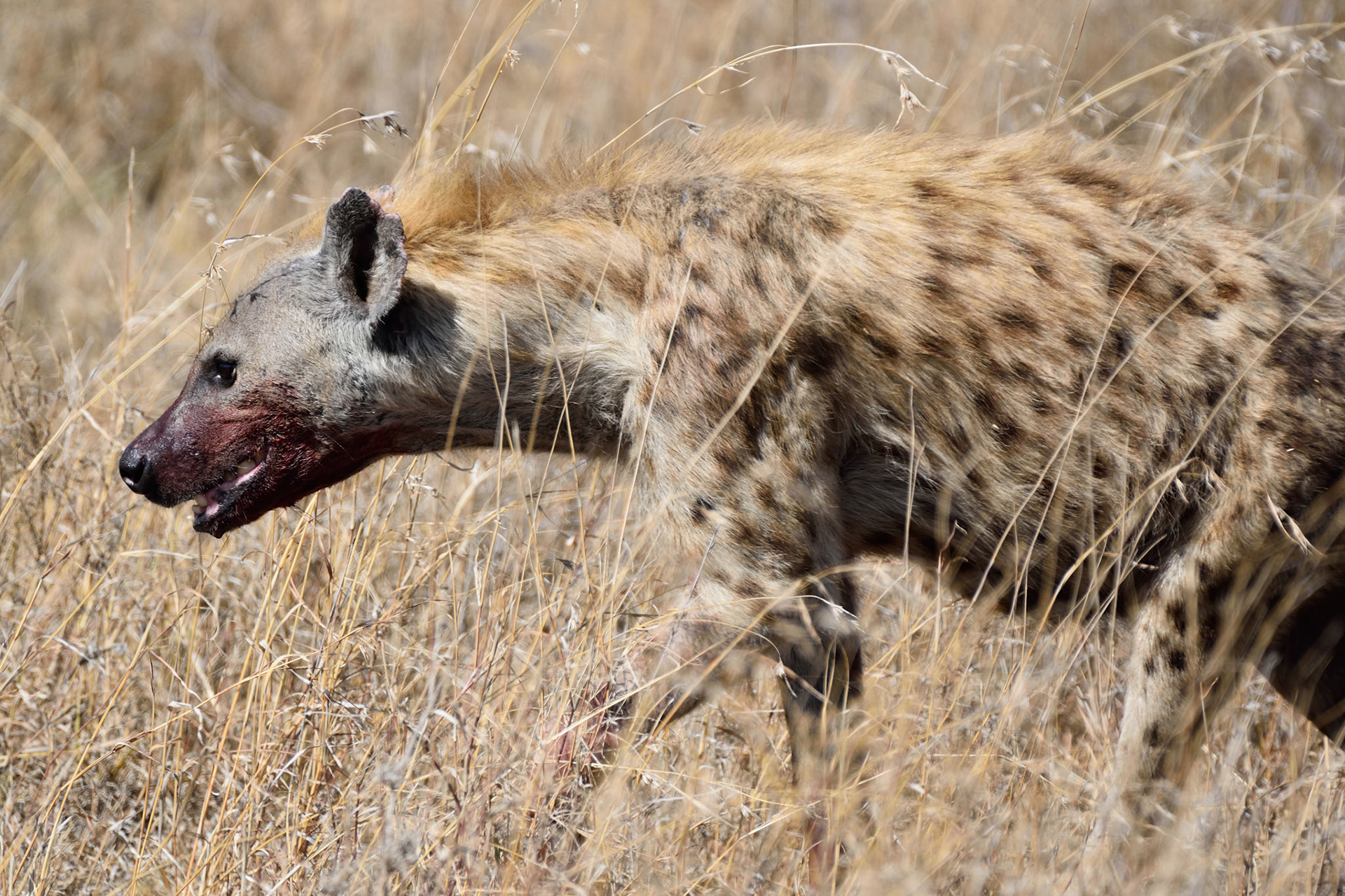 Hyena