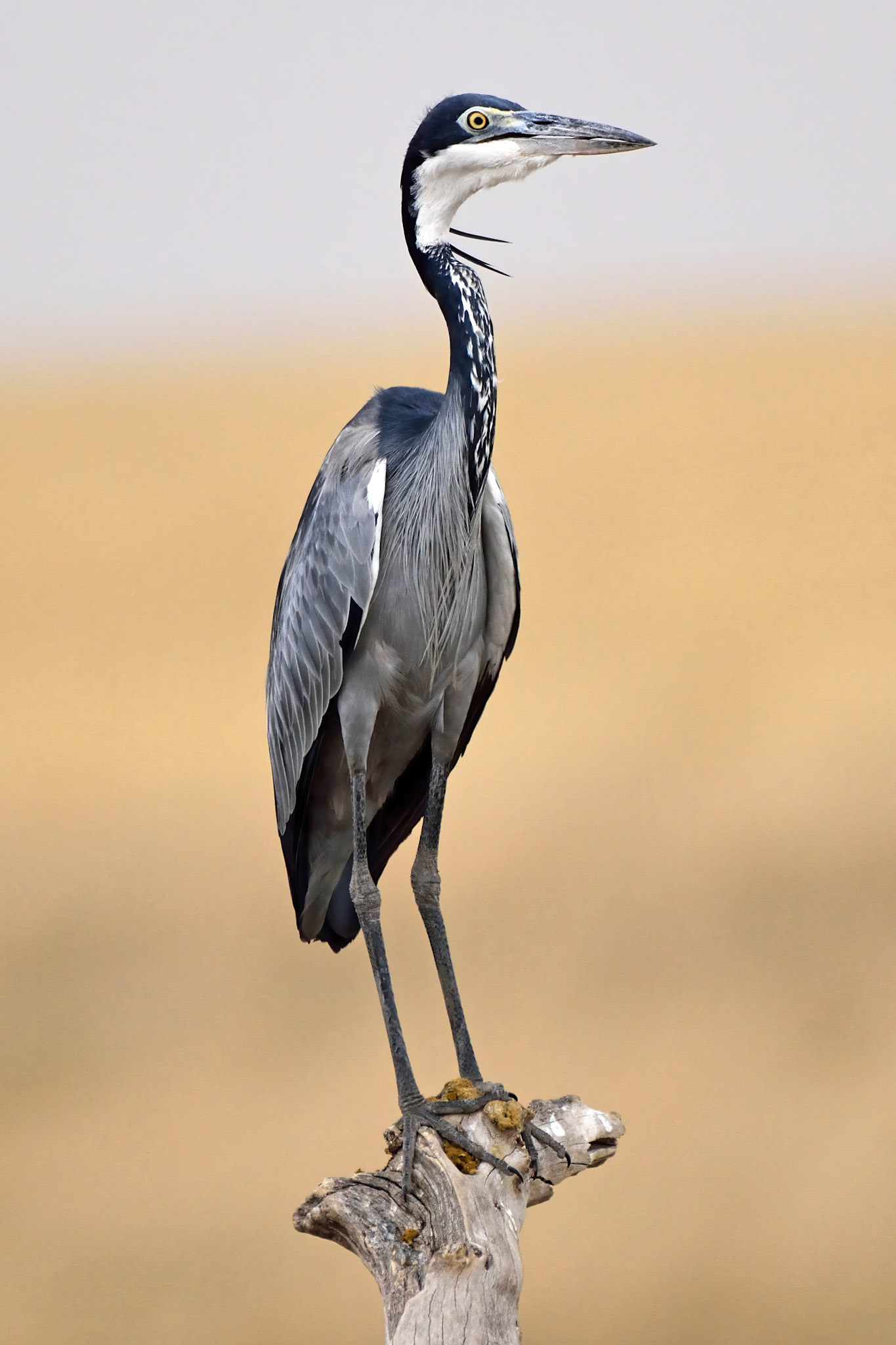 Black-headed Heron
