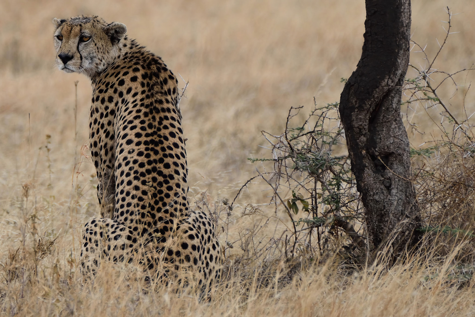 Cheetah (Tanzania, Africa)