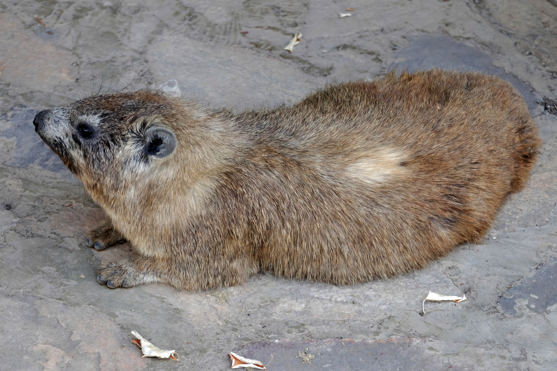 Hyrax