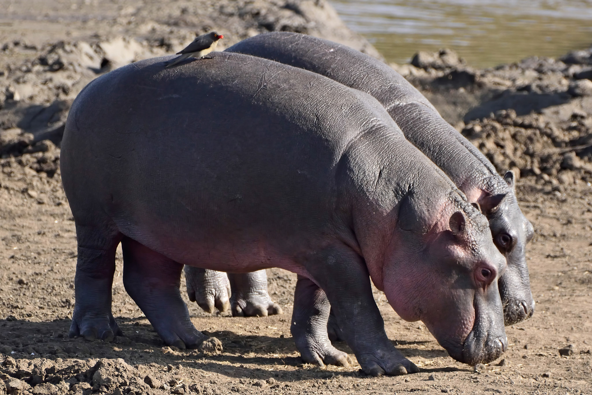 Hippopotamus